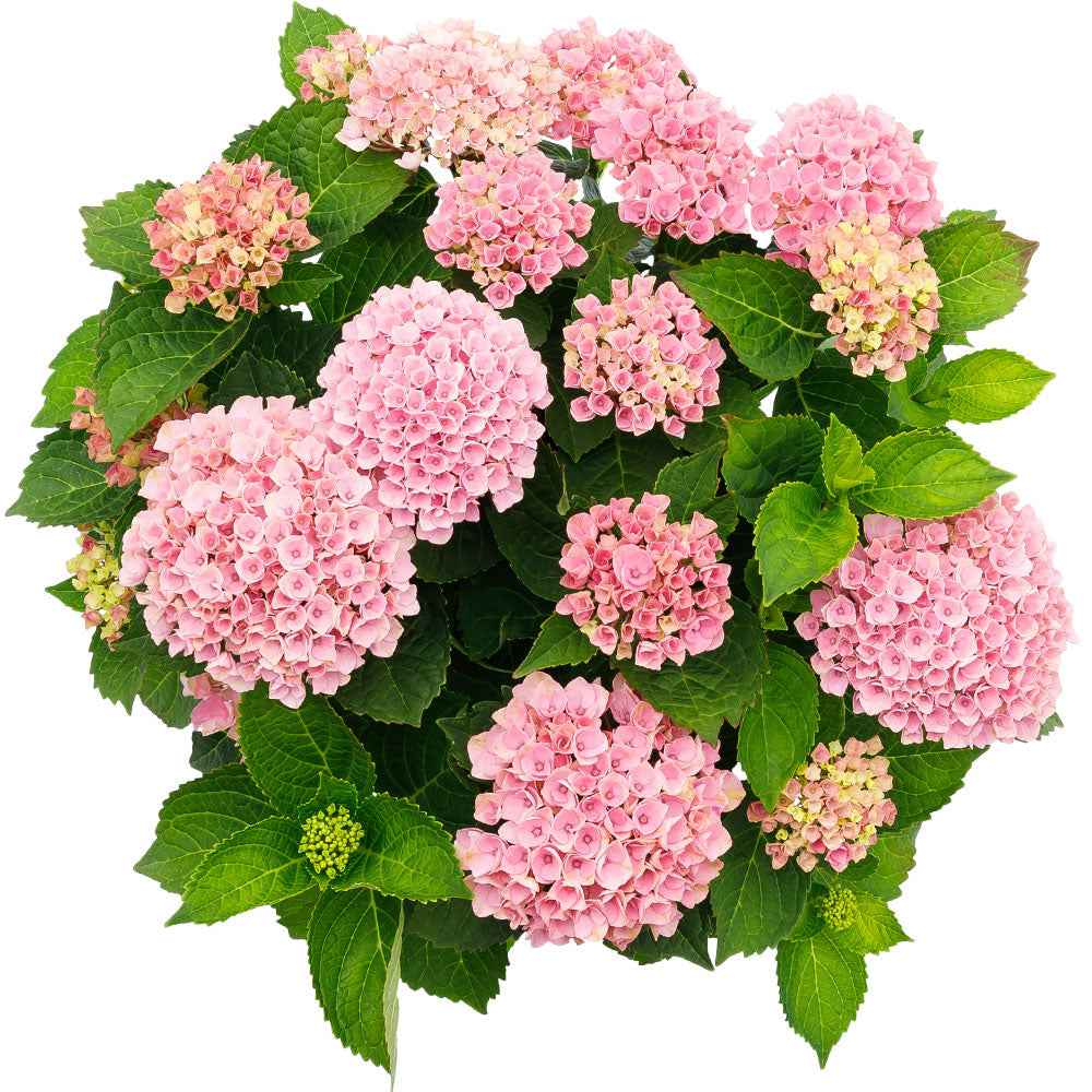 Boerenhortensia 'Revolution Pink' - Image 4
