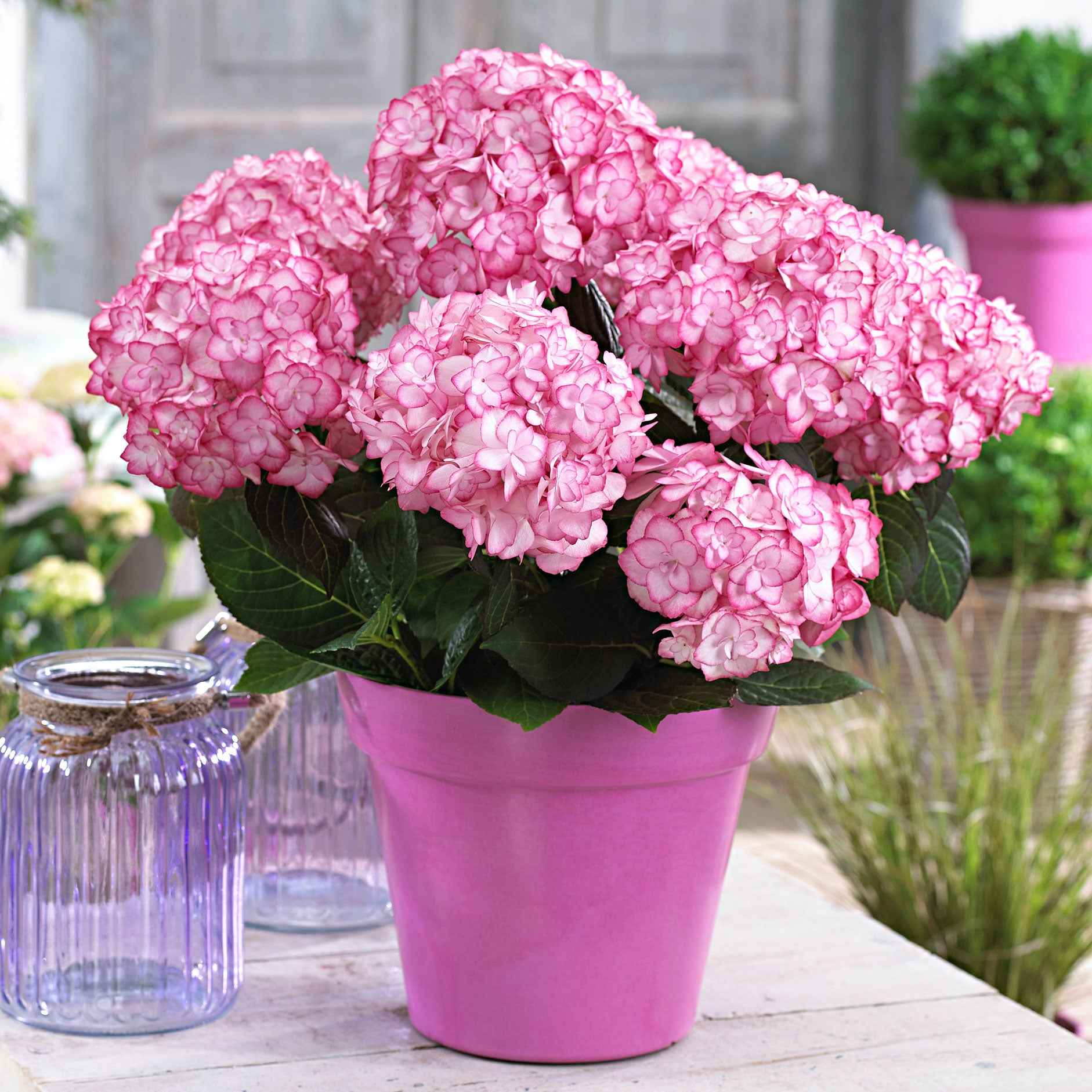 Miniatuur 1