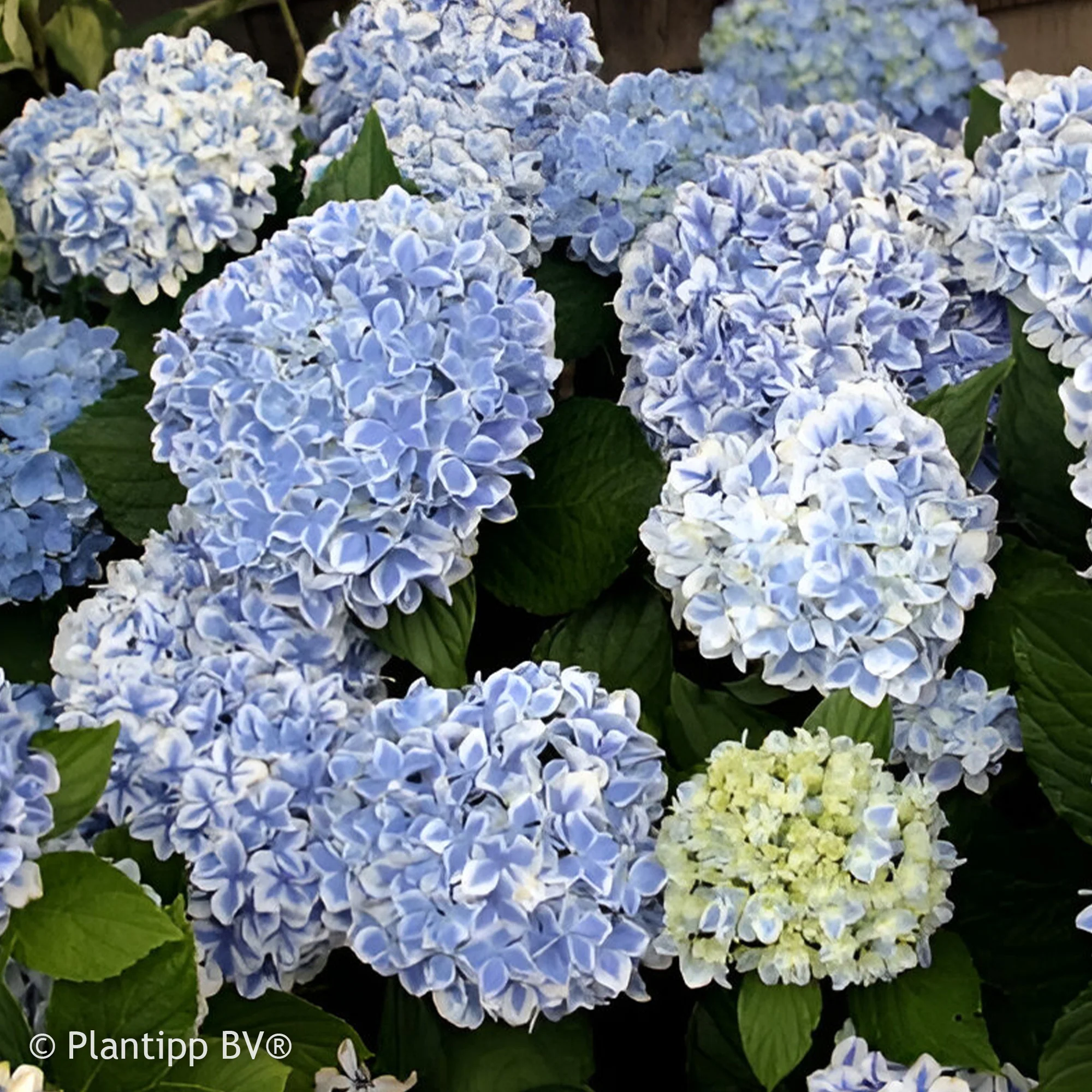 Boerenhortensia 'Peppermint'