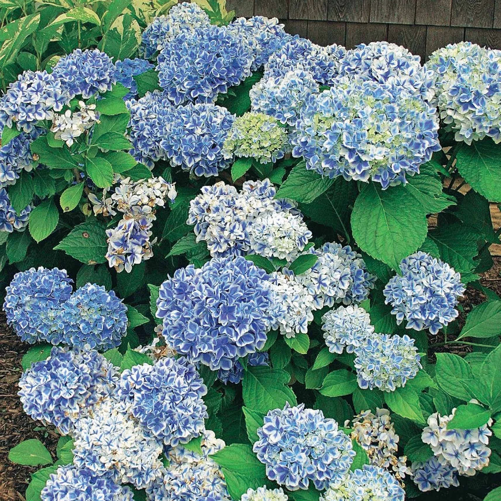 Boerenhortensia 'Peppermint' - Image 2
