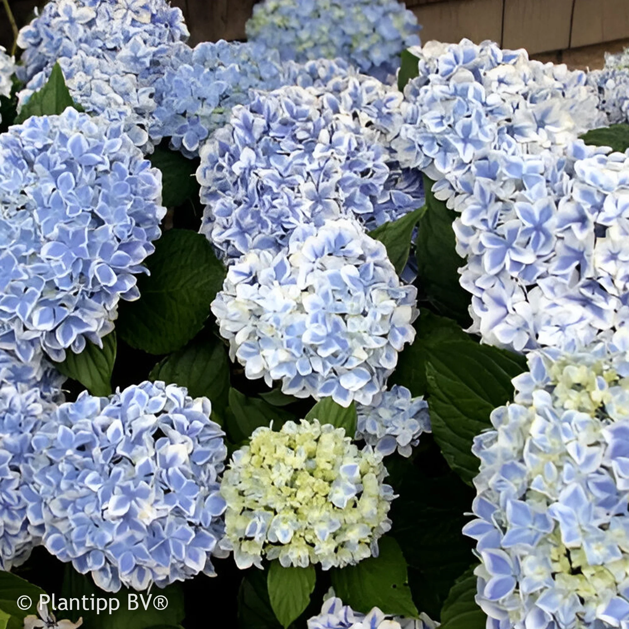 Boerenhortensia 'Peppermint' - Image 3