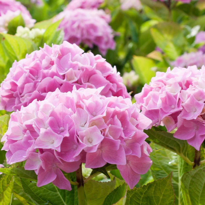 Roze Boerenhortensia - Image 2