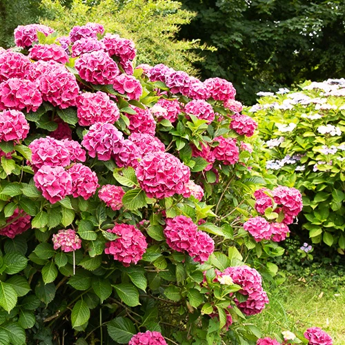 Roze Boerenhortensia - Image 3