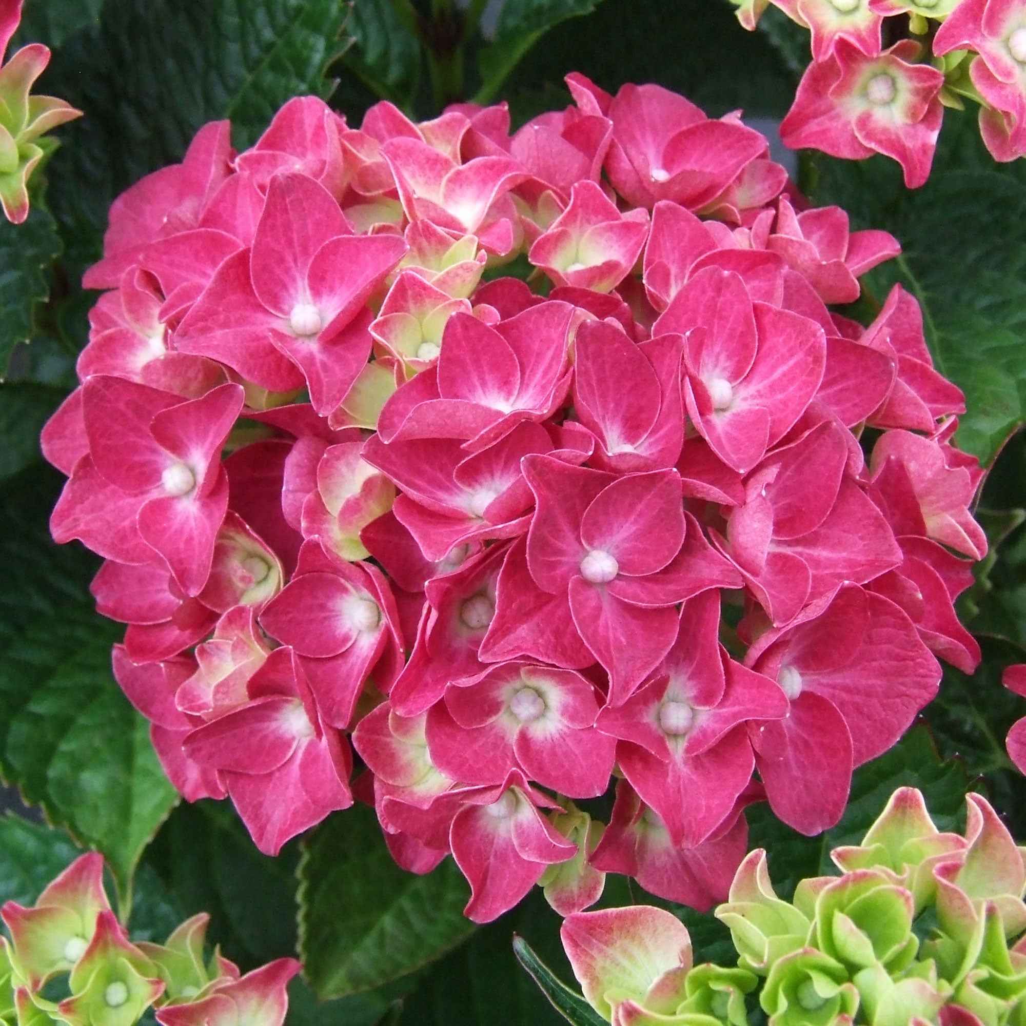 Roze Boerenhortensia - Image 4