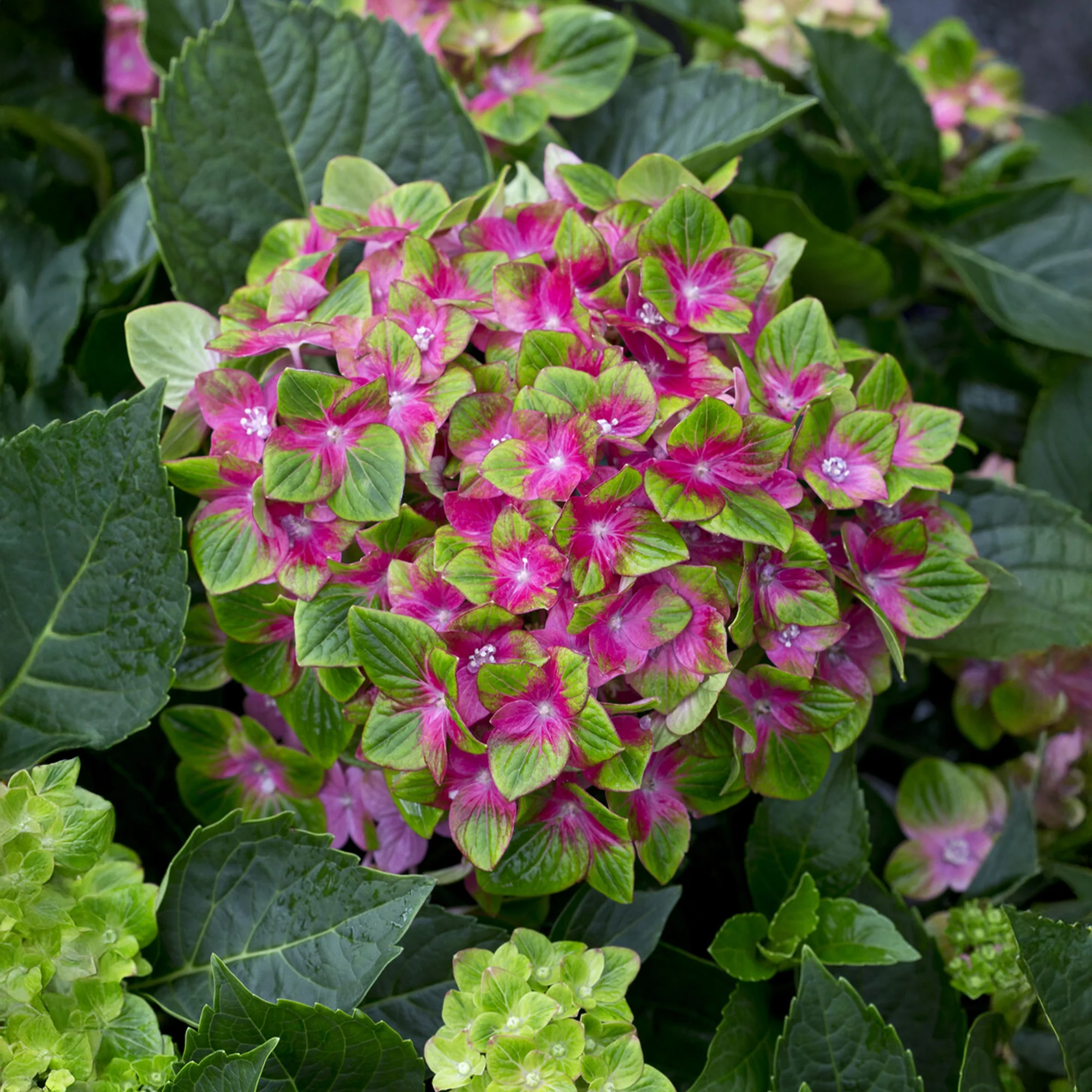 Boerenhortensia 'Saxon'® - Image 3