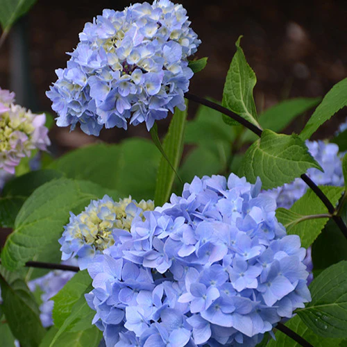 Boerenhortensia 'So Long® Ebony Monmar'