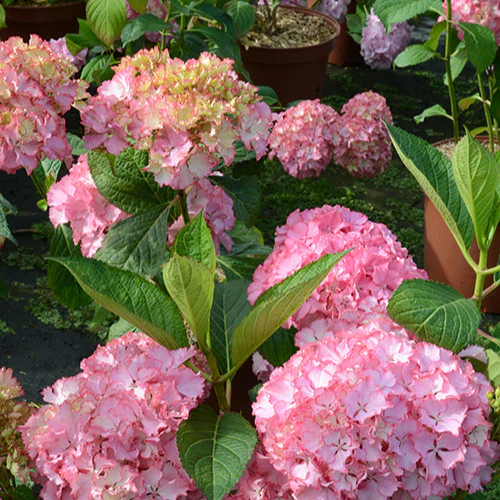 Boerenhortensia 'So Long® Sunny' - Image 2