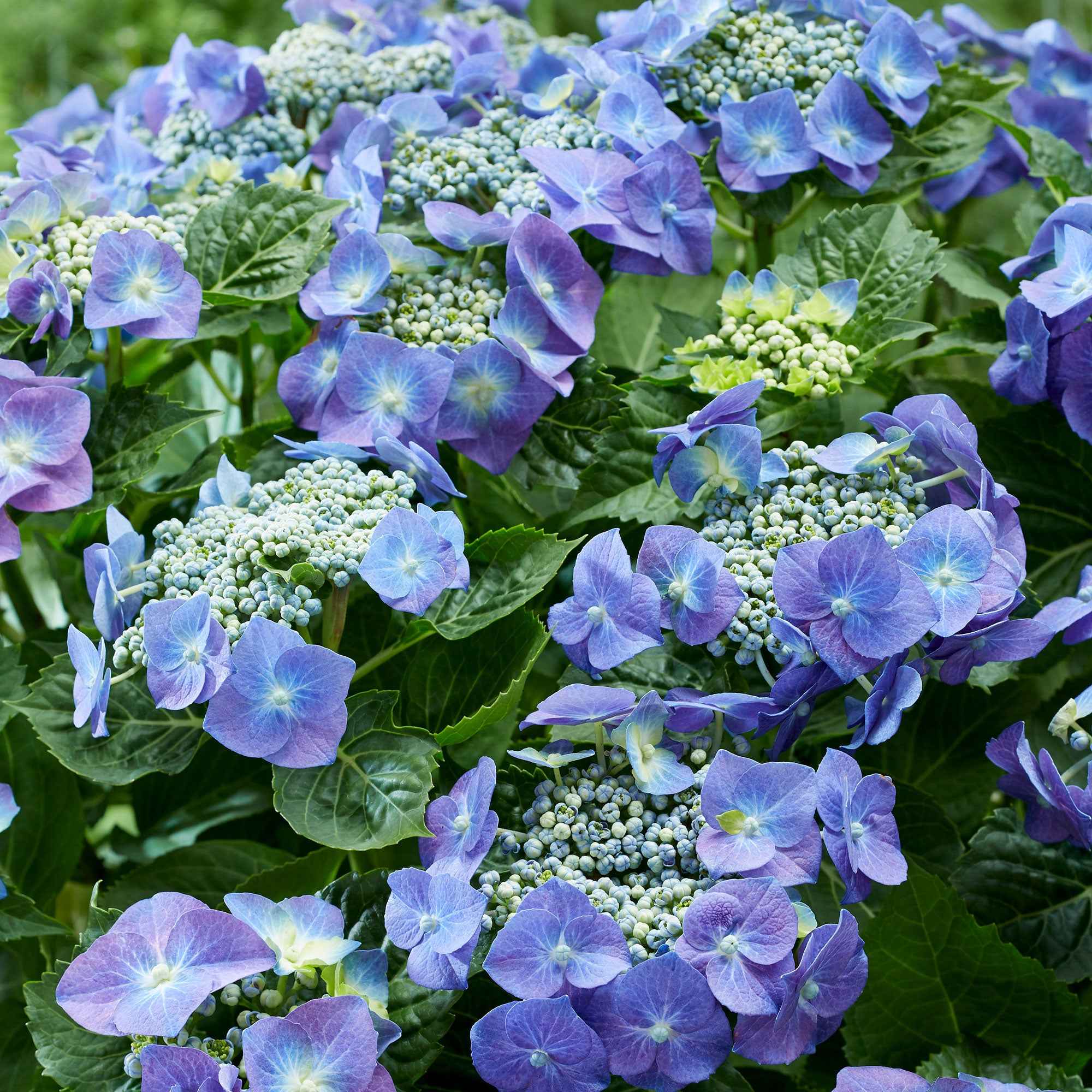 Boerenhortensia 'Teller'