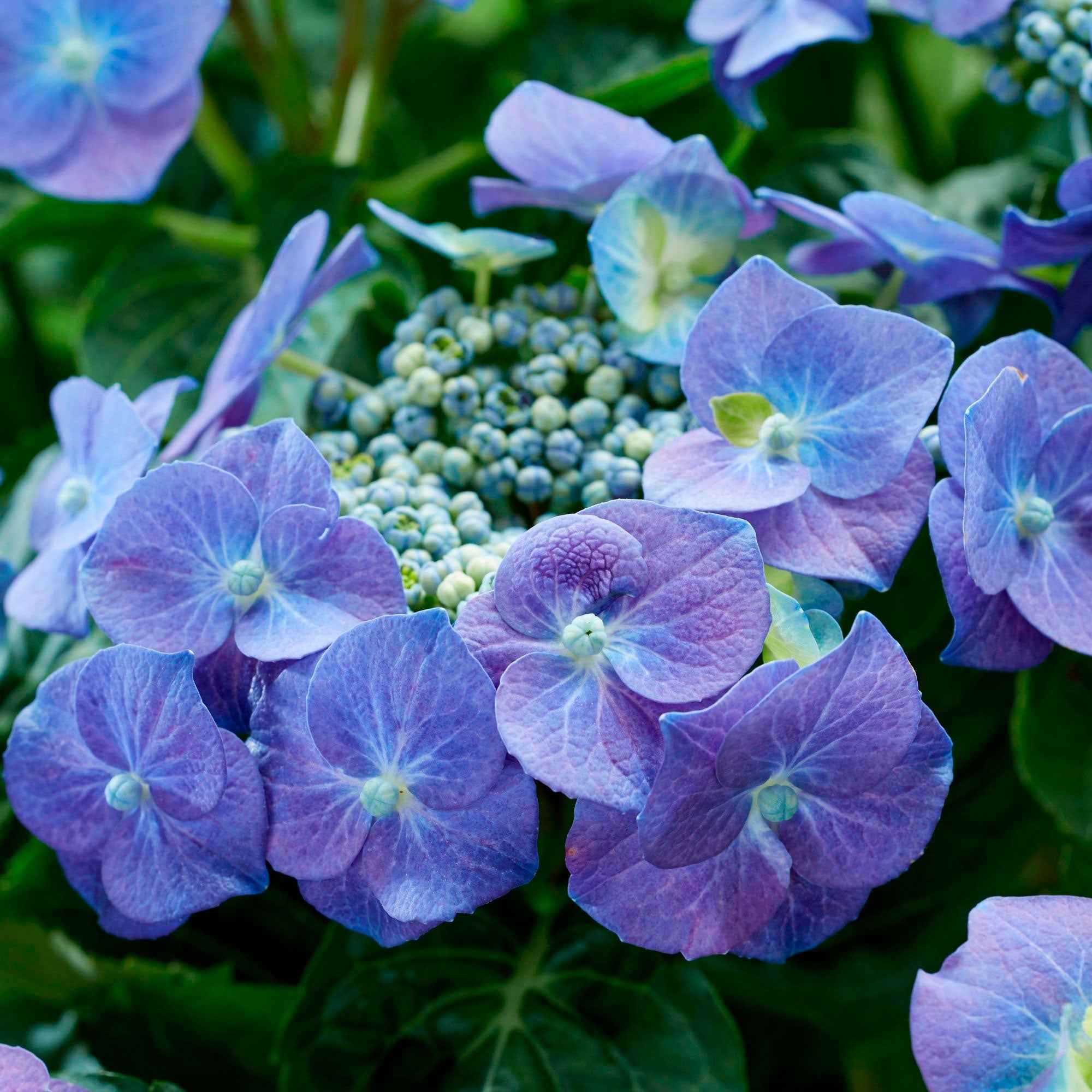 Boerenhortensia 'Teller' - Image 2