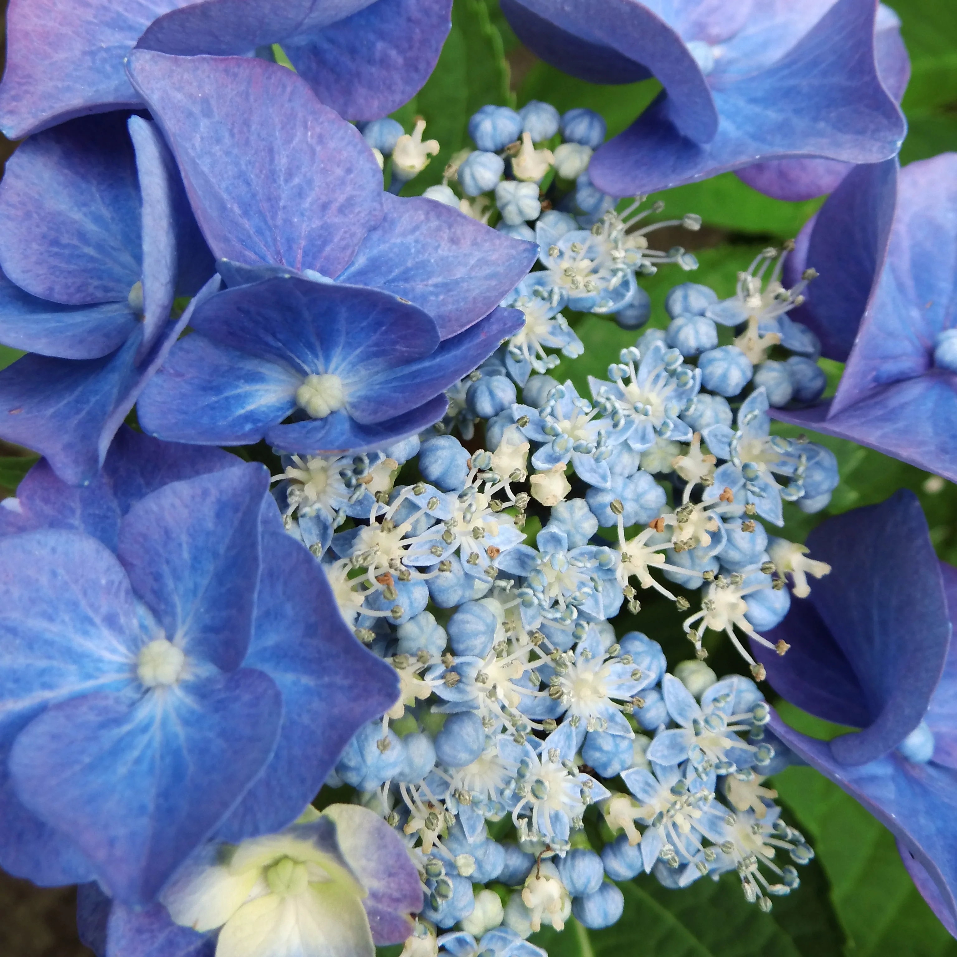 Boerenhortensia 'Teller' - Image 3