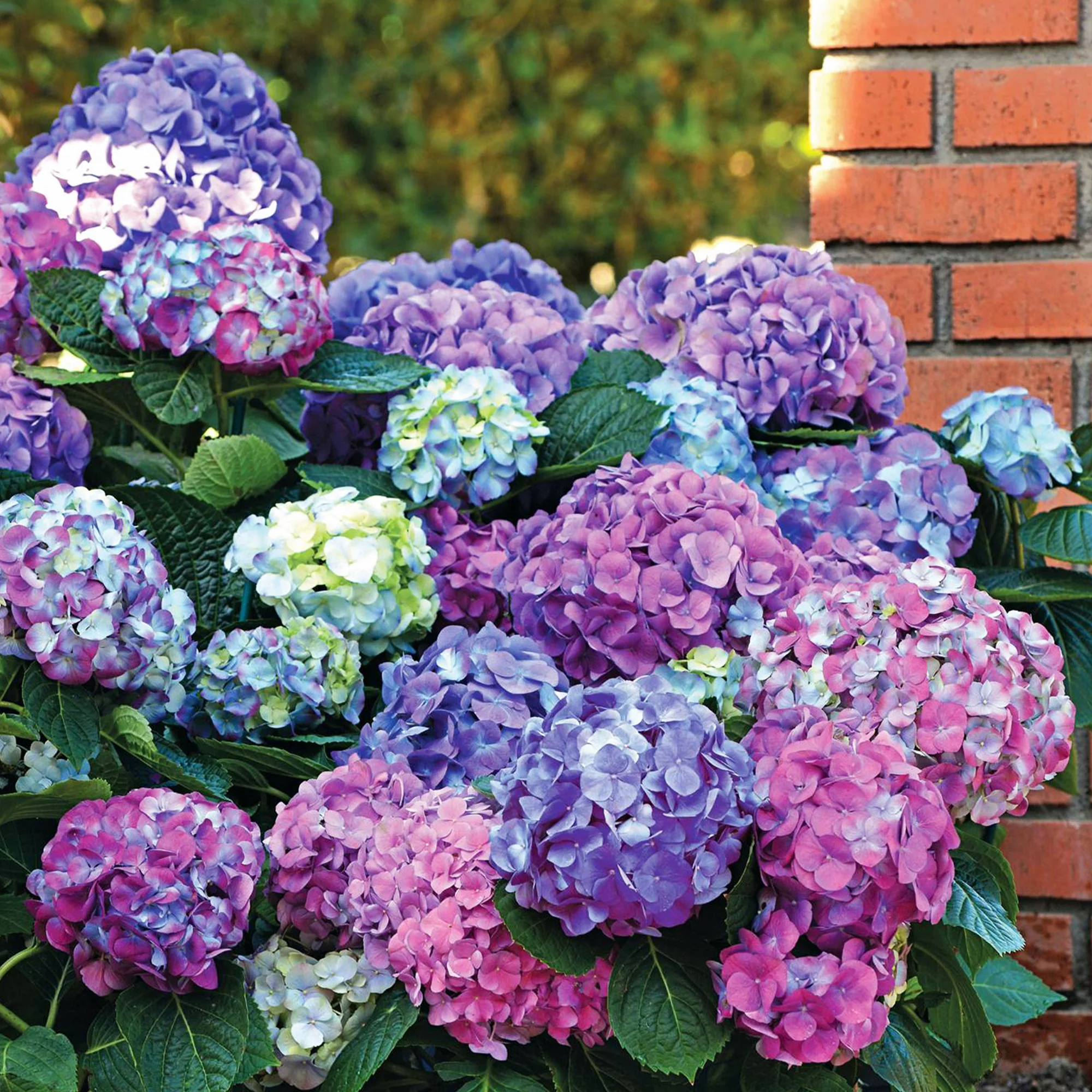 Boerenhortensia 'Tricolore'