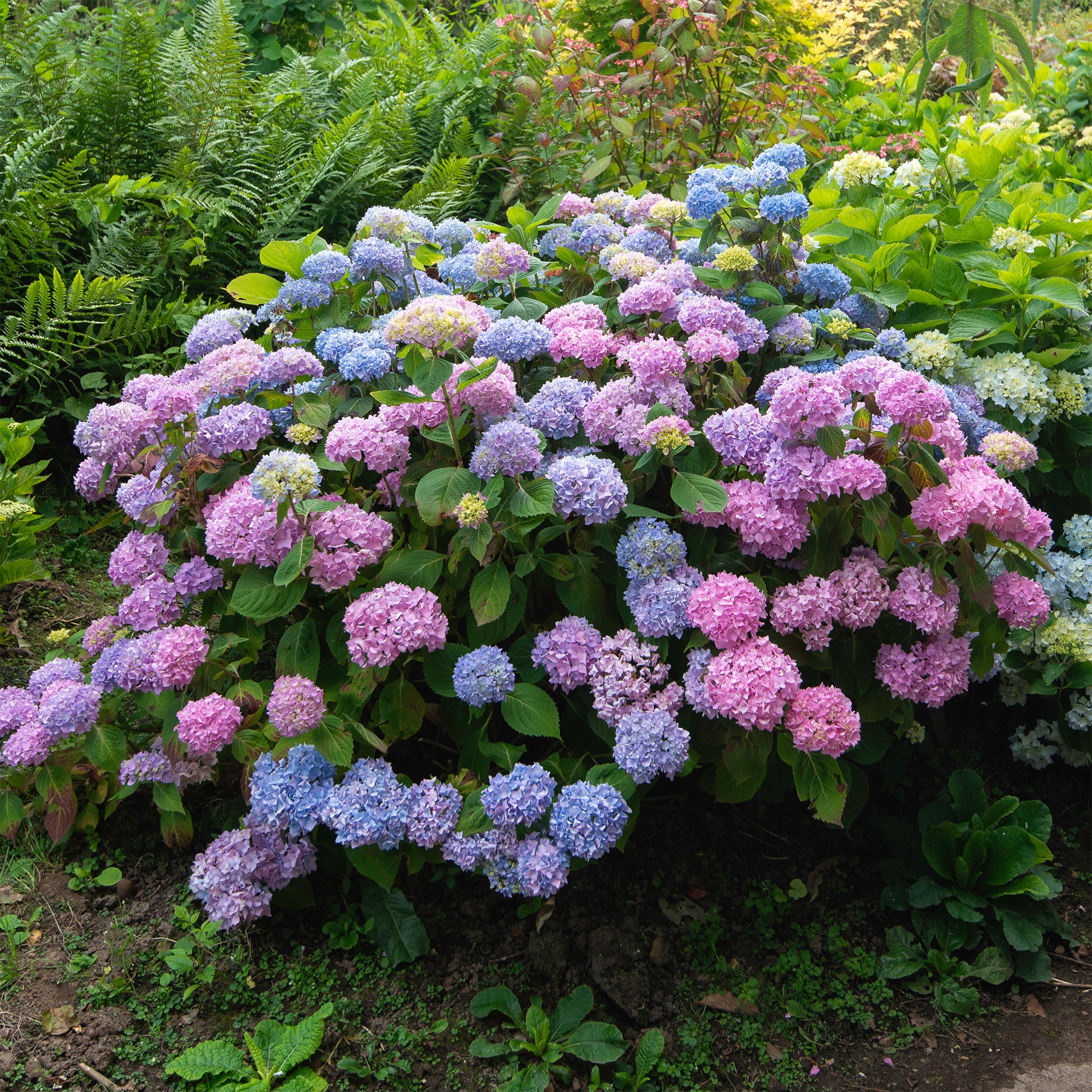 Boerenhortensia 'Tricolore' - Image 4