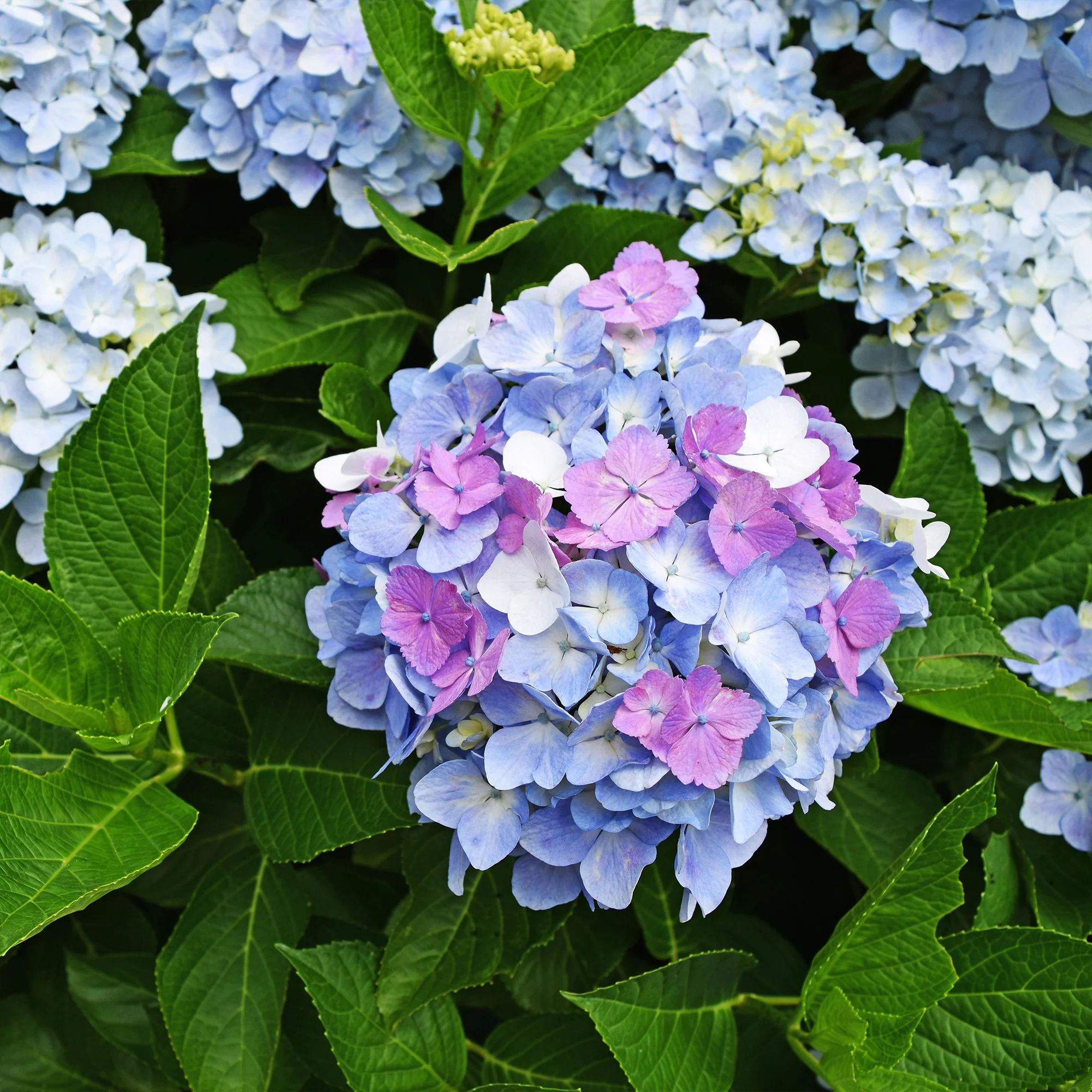 Boerenhortensia 'Tricolore' - Image 5