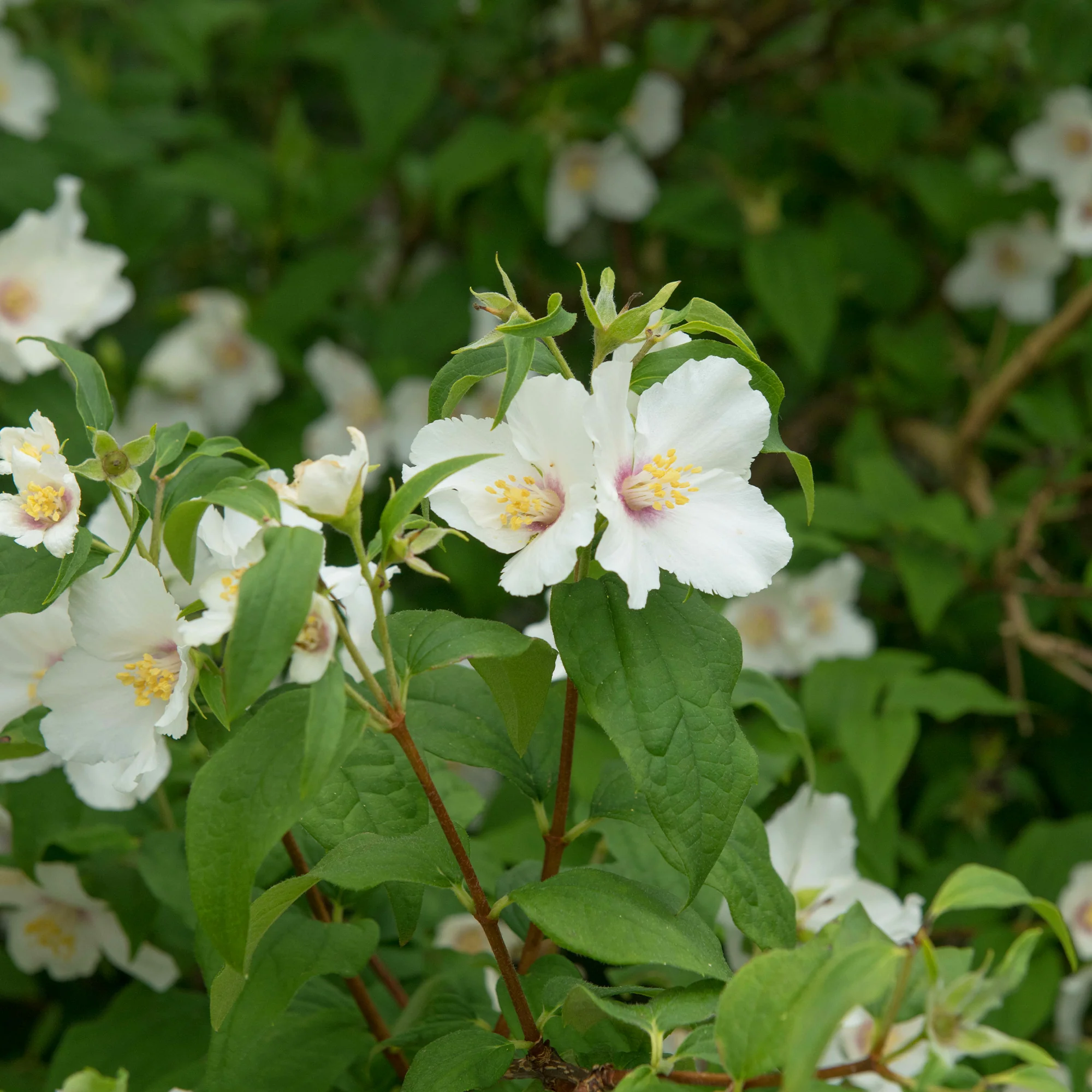 Miniatuur 2