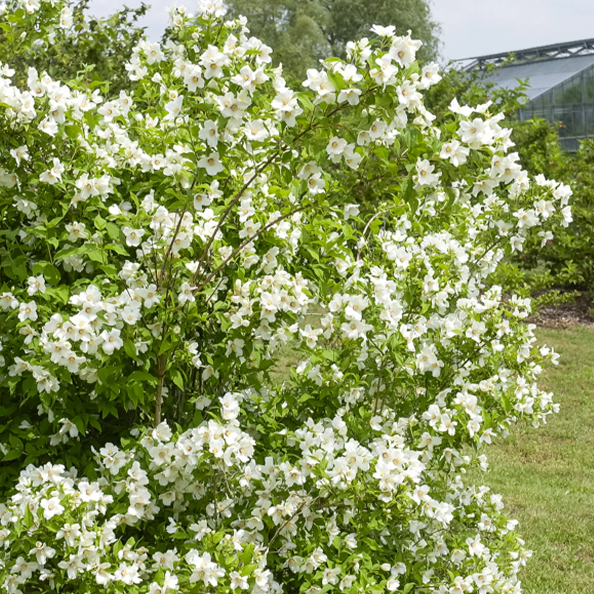 Boerenjasmijn 'Belle Etoile' - Image 3