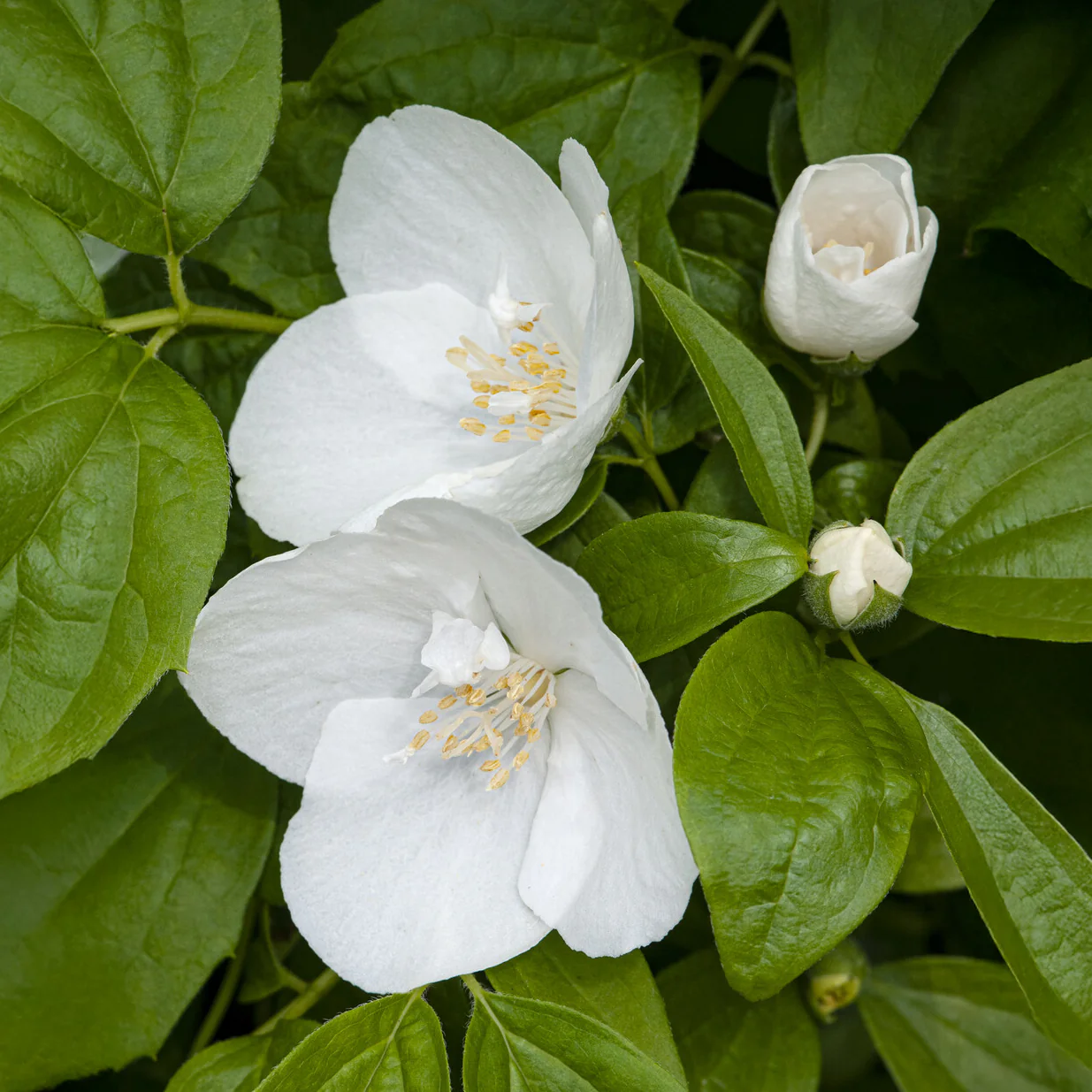 Boerenjasmijn 'Natchez'