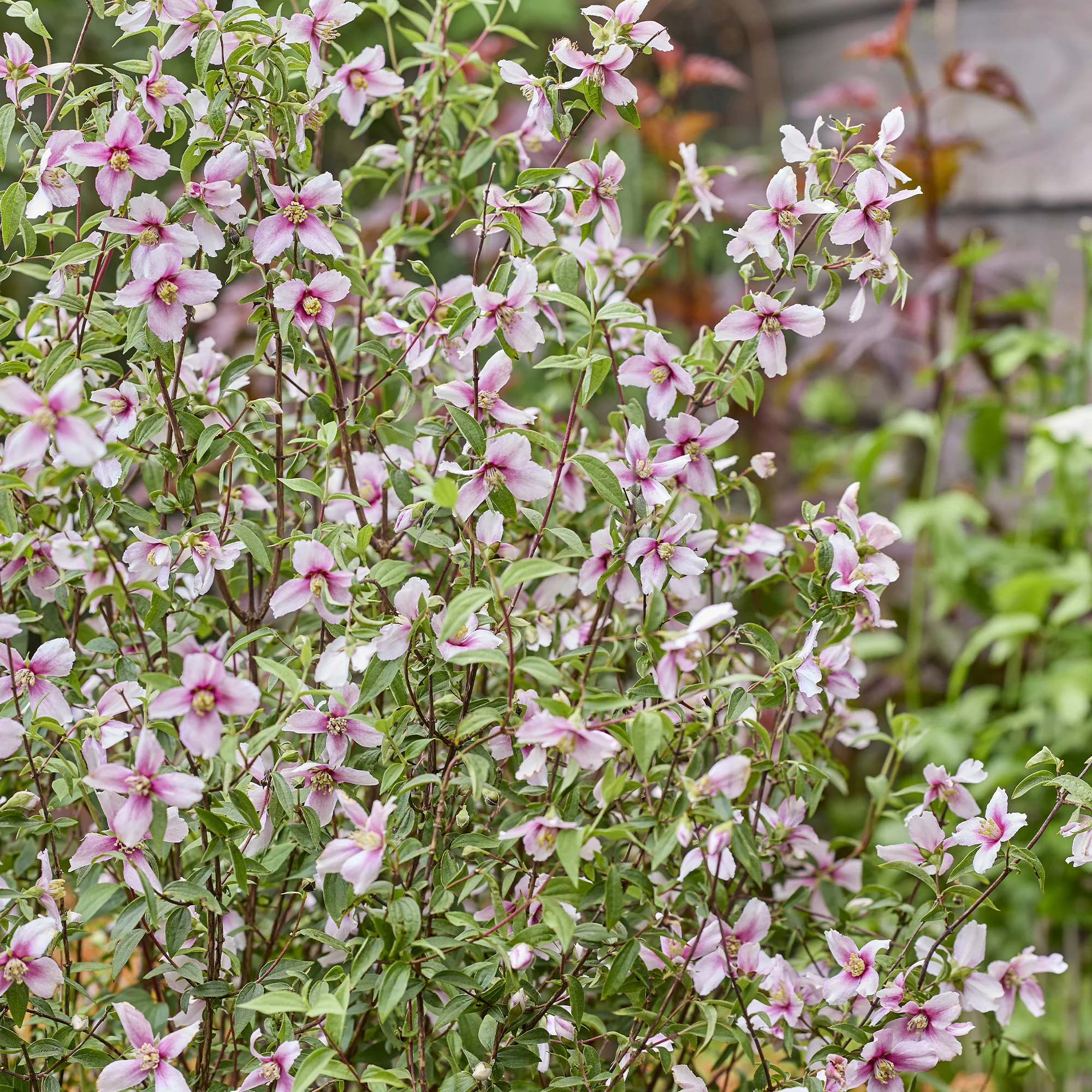 Boerenjasmijn Petite Perfume Pink ® - Image 3