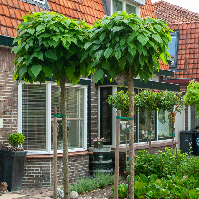 Bolcatalpa