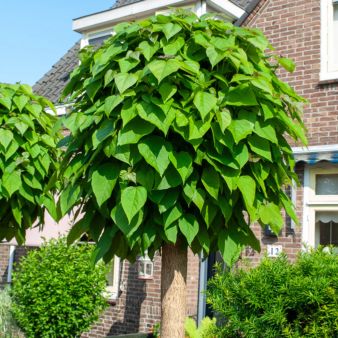 Bolcatalpa - Image 2