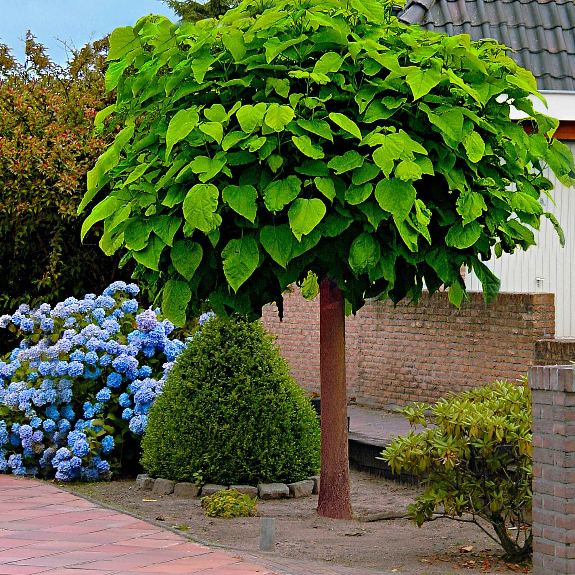 Bolcatalpa - Image 3