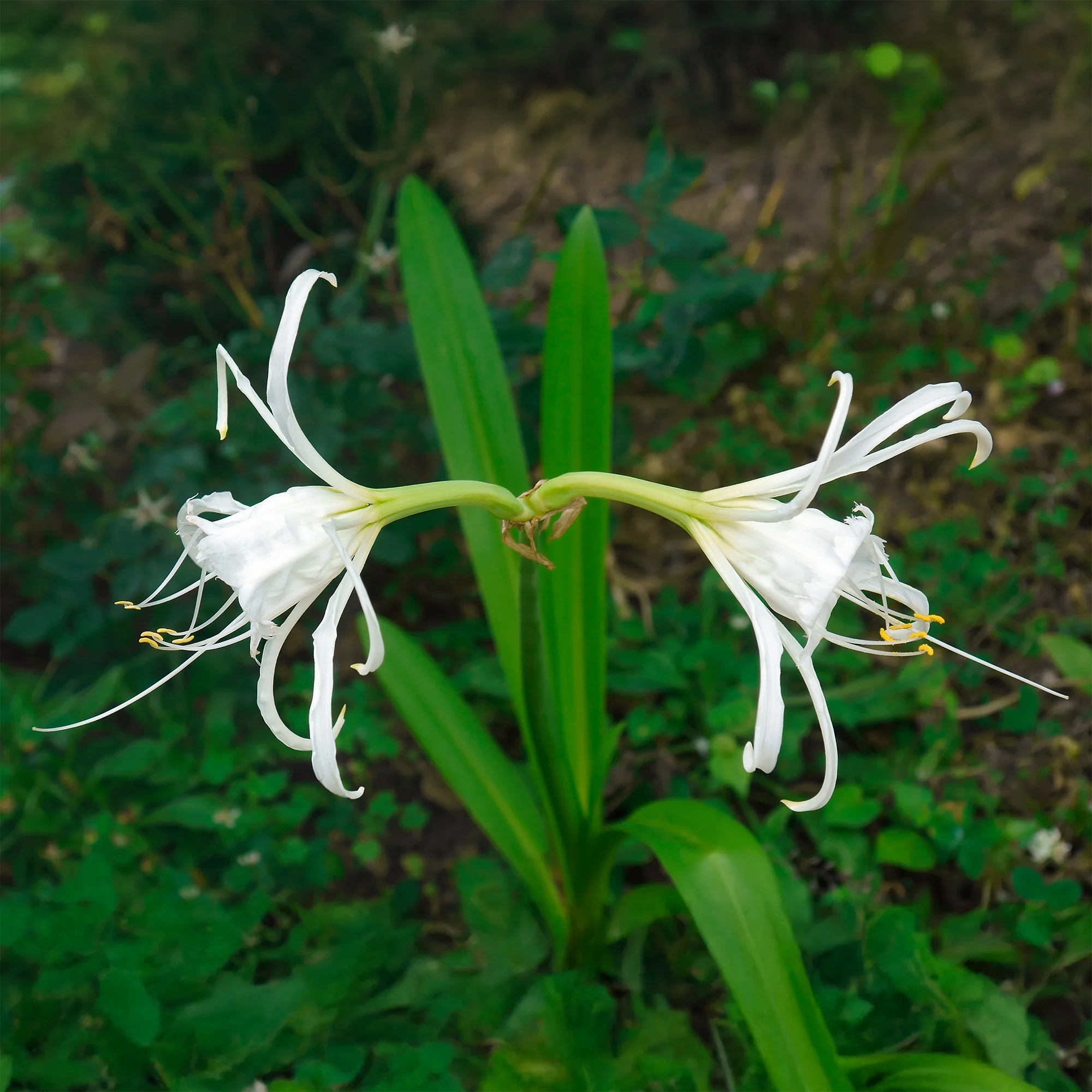 Bollen Ismene Festalis/Peruaanse narcis (x3) - Image 2