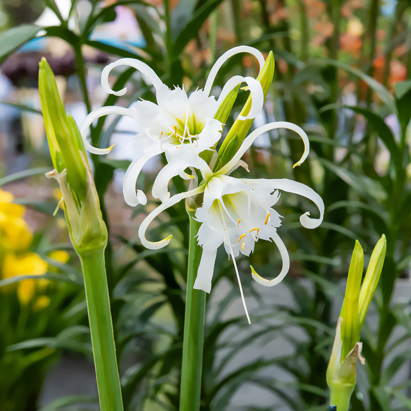 Bollen Ismene Festalis/Peruaanse narcis (x3) - Image 3
