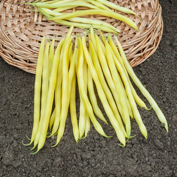 Bonen Mix - Image 3