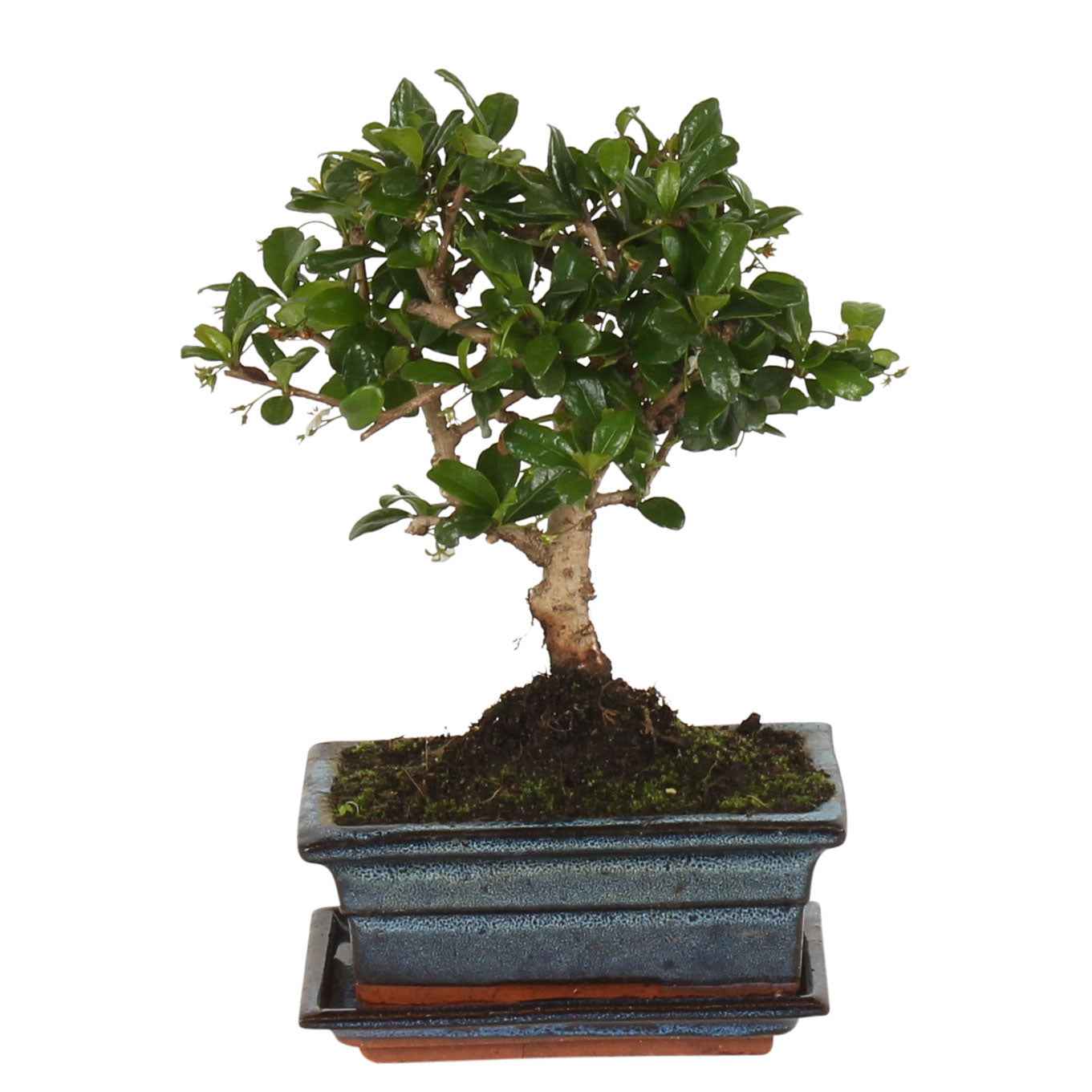 Bonsai Carmona bol-vorm incl. sierpot - Image 3