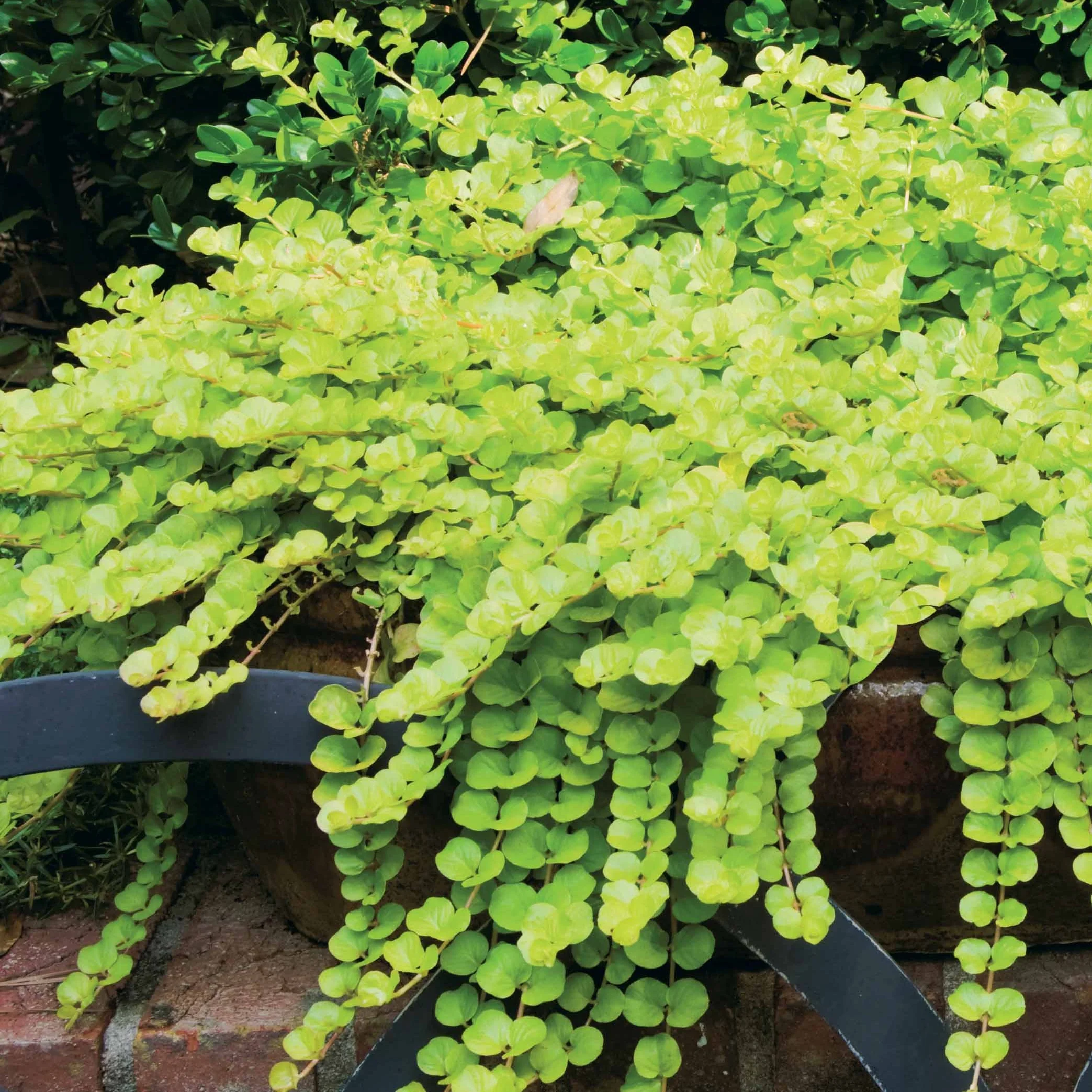 Bontbladige penningkruid 'Aurea'