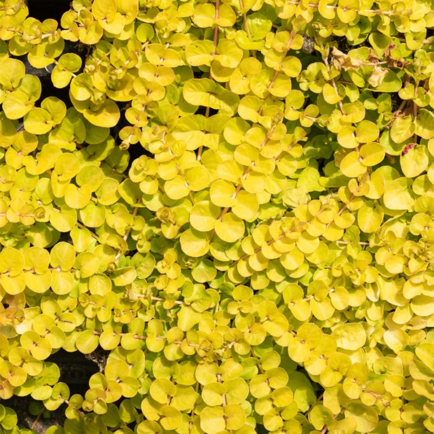 Bontbladige penningkruid 'Aurea' - Image 2