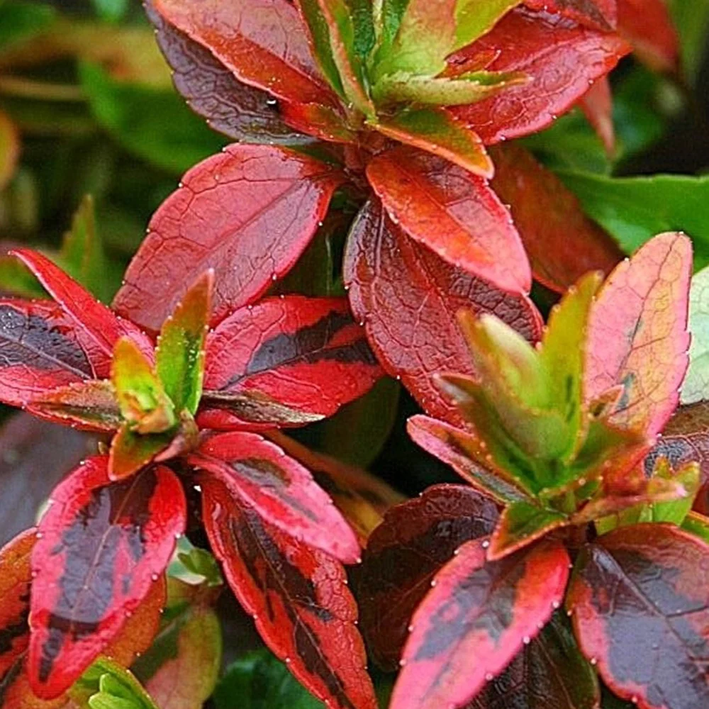 Bonte Abelia - Image 4