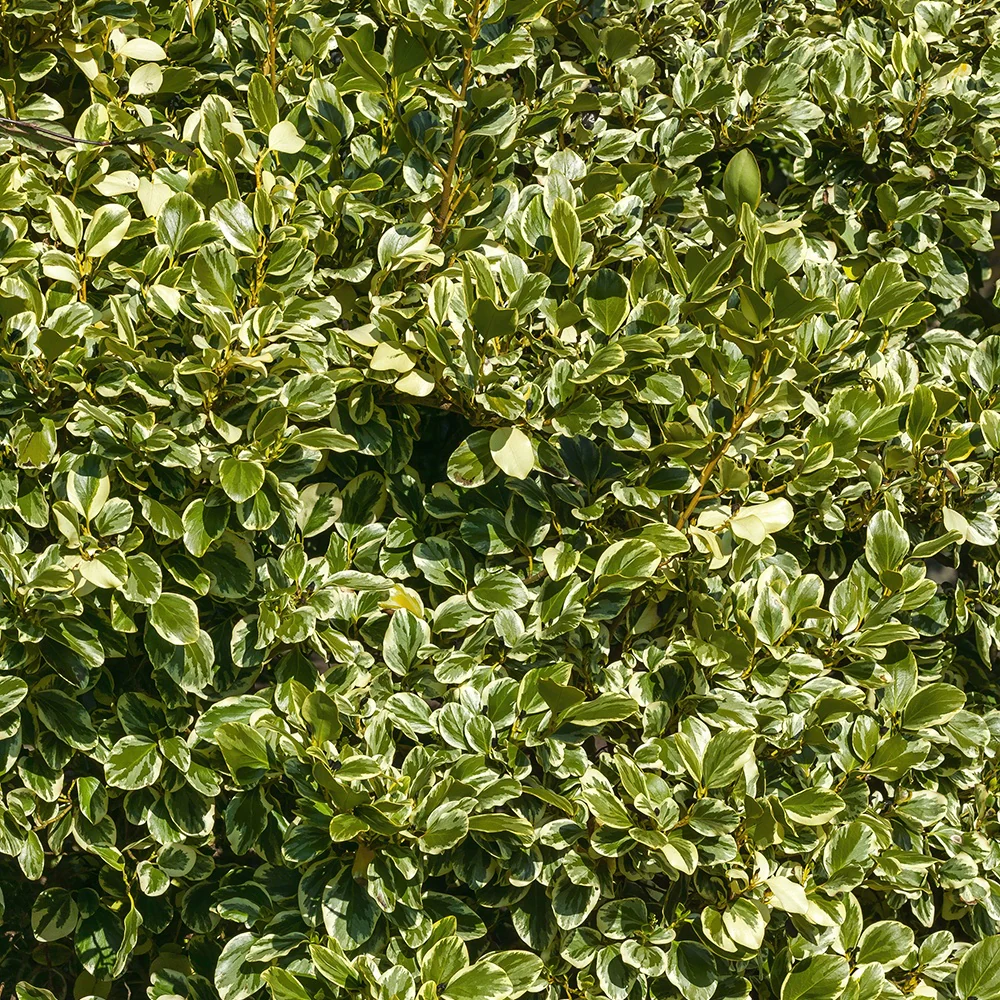 Bonte Griselinia