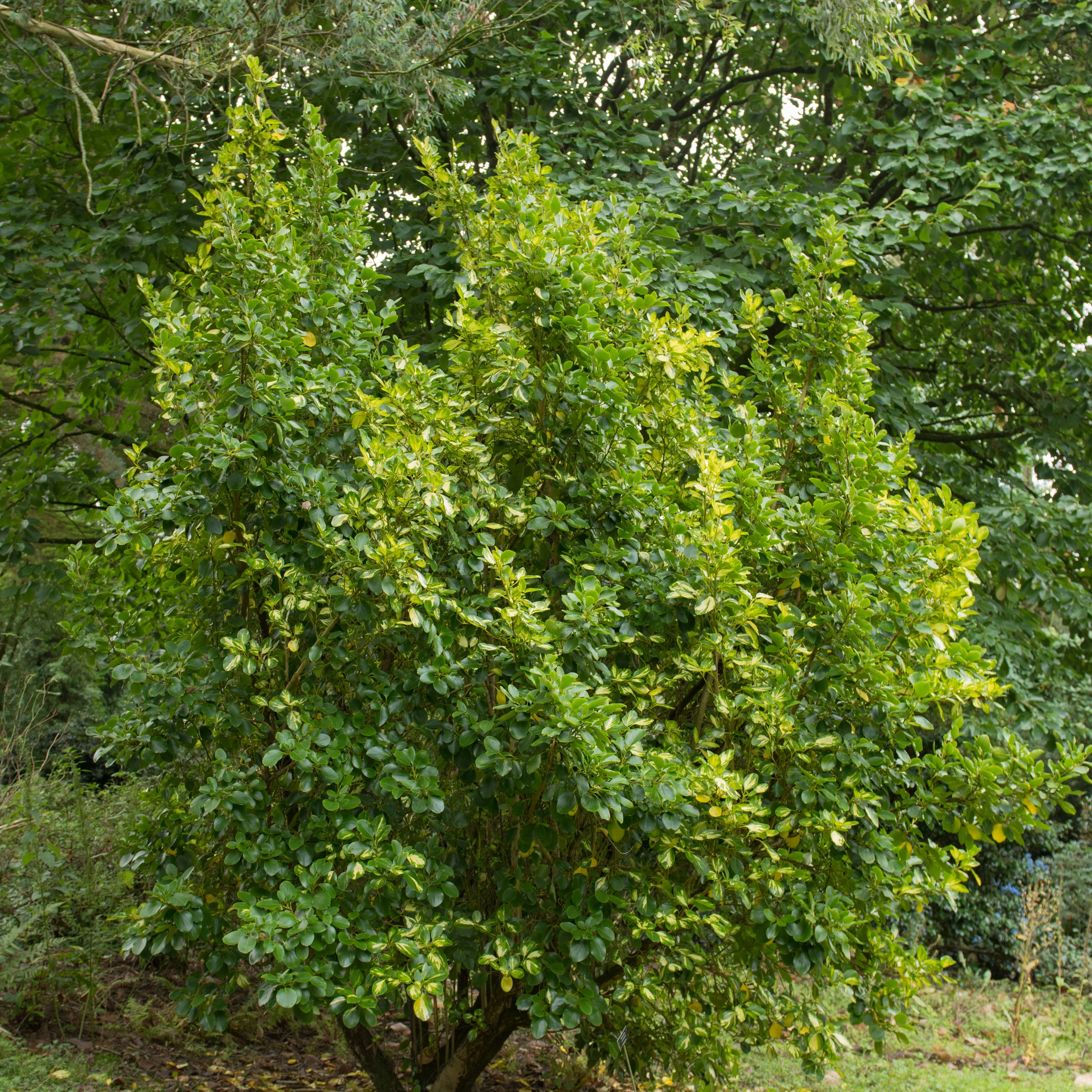 Bonte Griselinia - Image 2