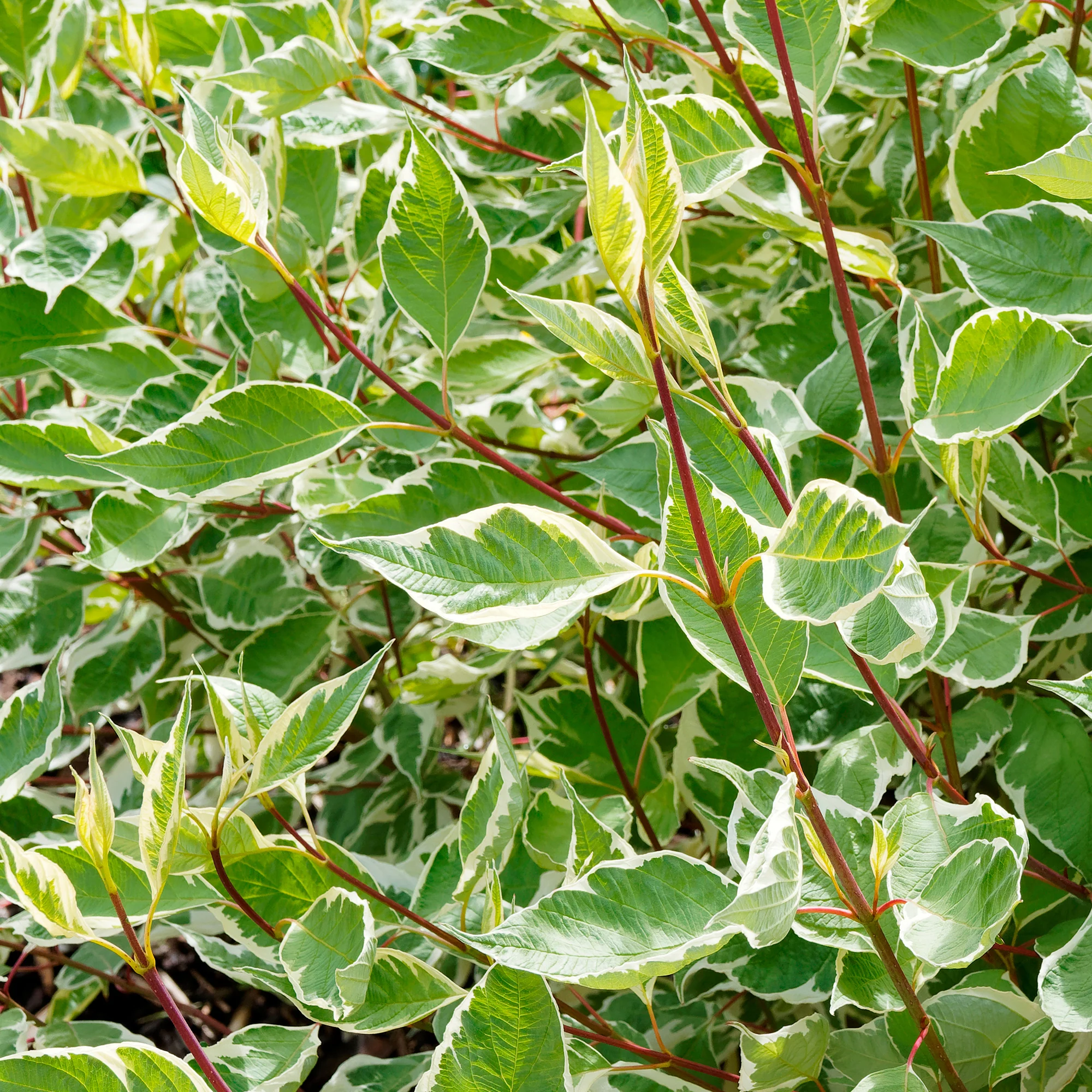 Bonte kornoelje 'Elegantissima' - Image 8