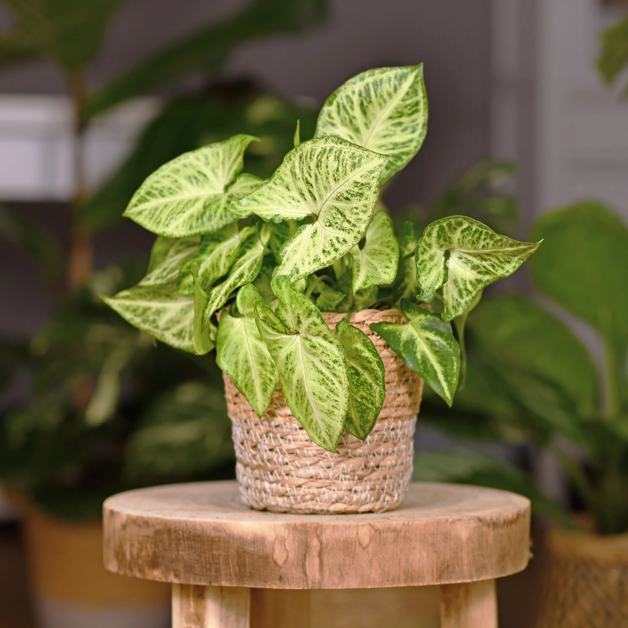 Bonte syngonium - Image 2
