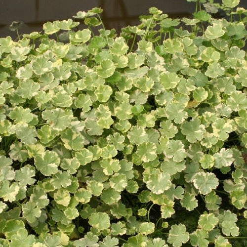 Variegata waterschaal - Image 2
