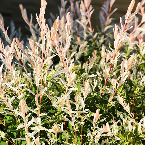 Miniatuur 2