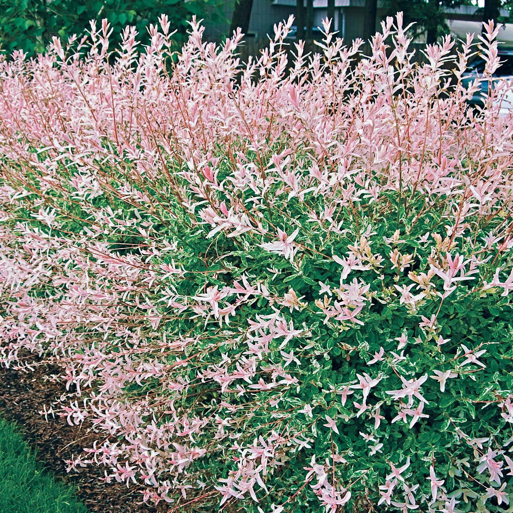Miniatuur 2
