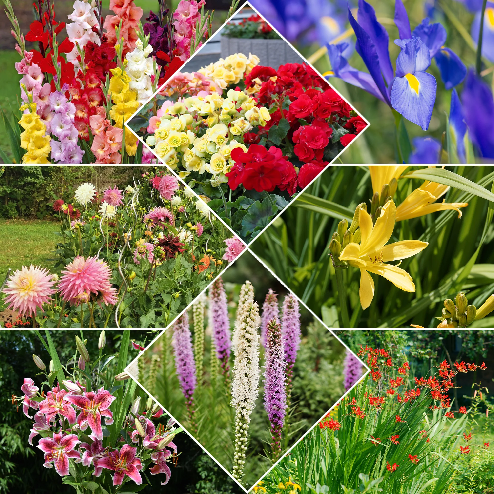 Borderpakket zomerbloeiers - ca. 1,5 m²