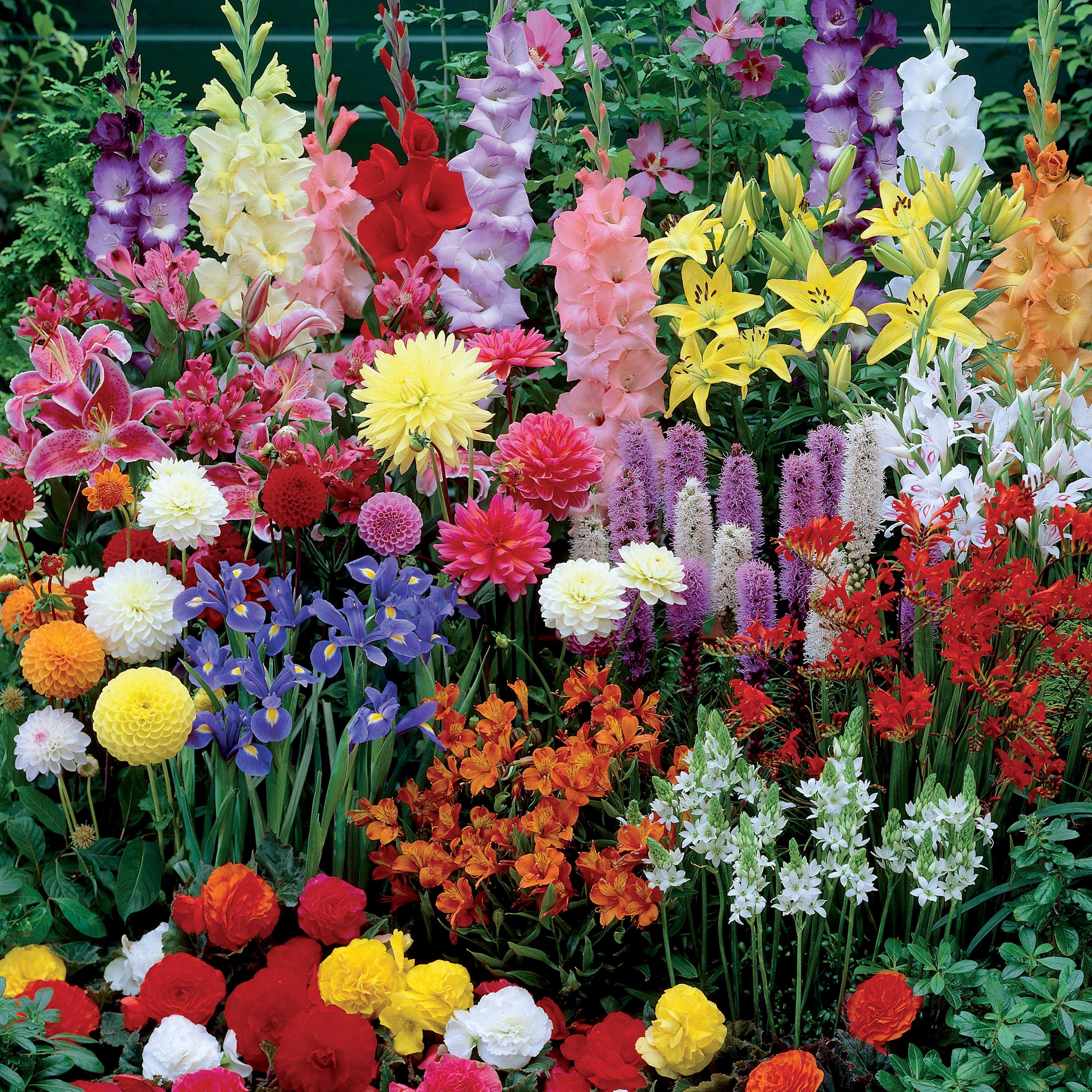 Borderpakket zomerbloeiers - ca. 1,5 m² - Image 2