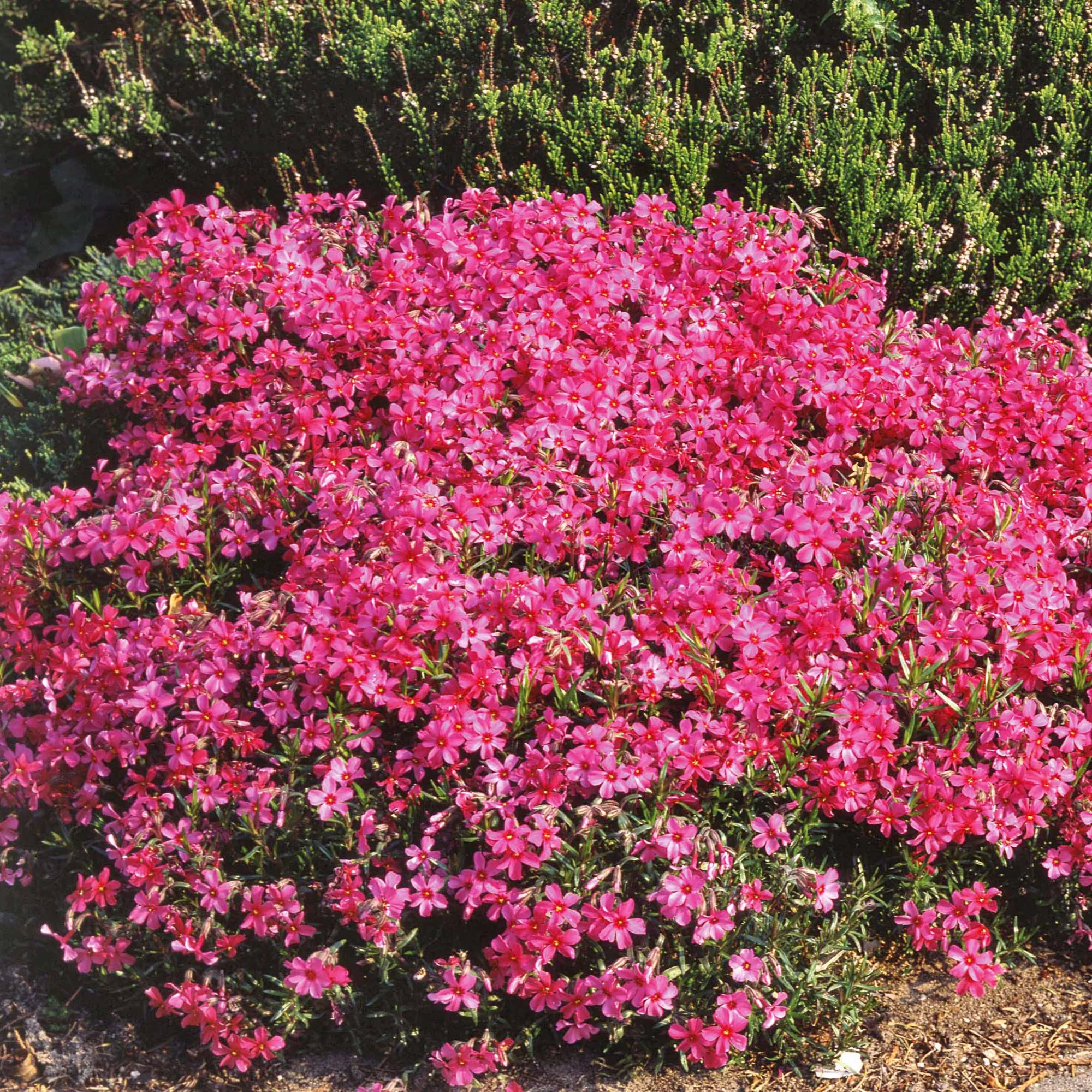 Borstelvlambloem Moerheimii roze