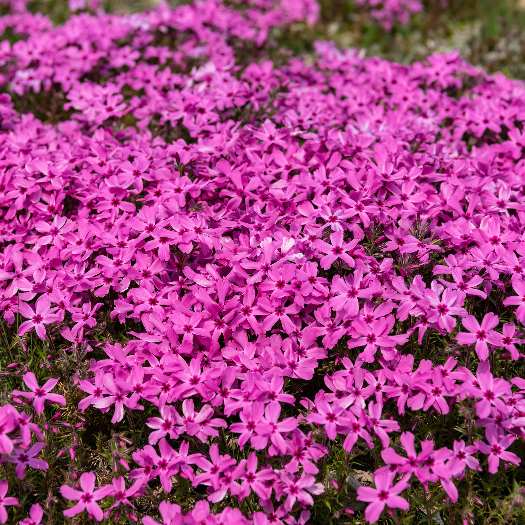 Borstelvlambloem Moerheimii roze - Image 2