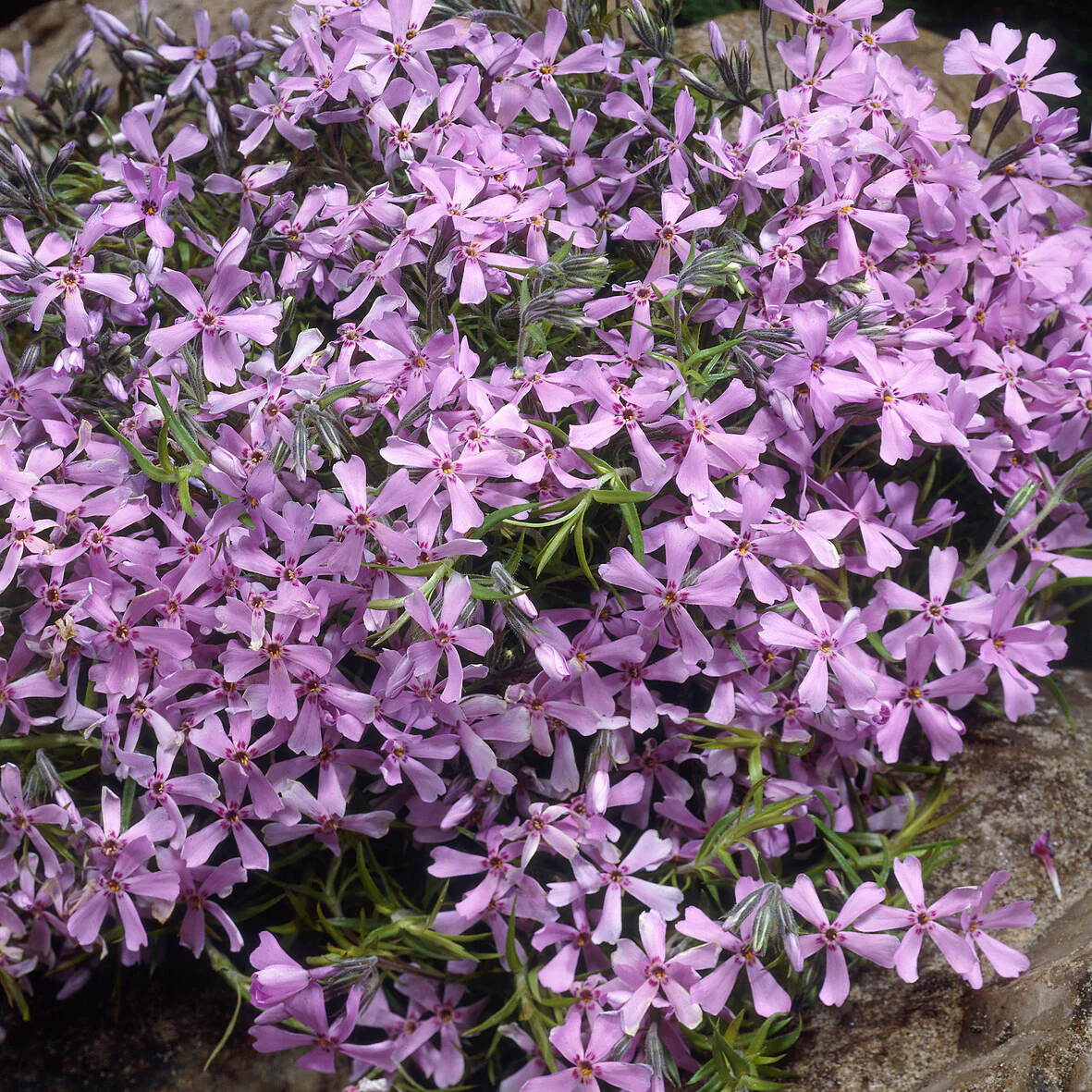 Borstelvlambloem Moerheimii roze - Image 3