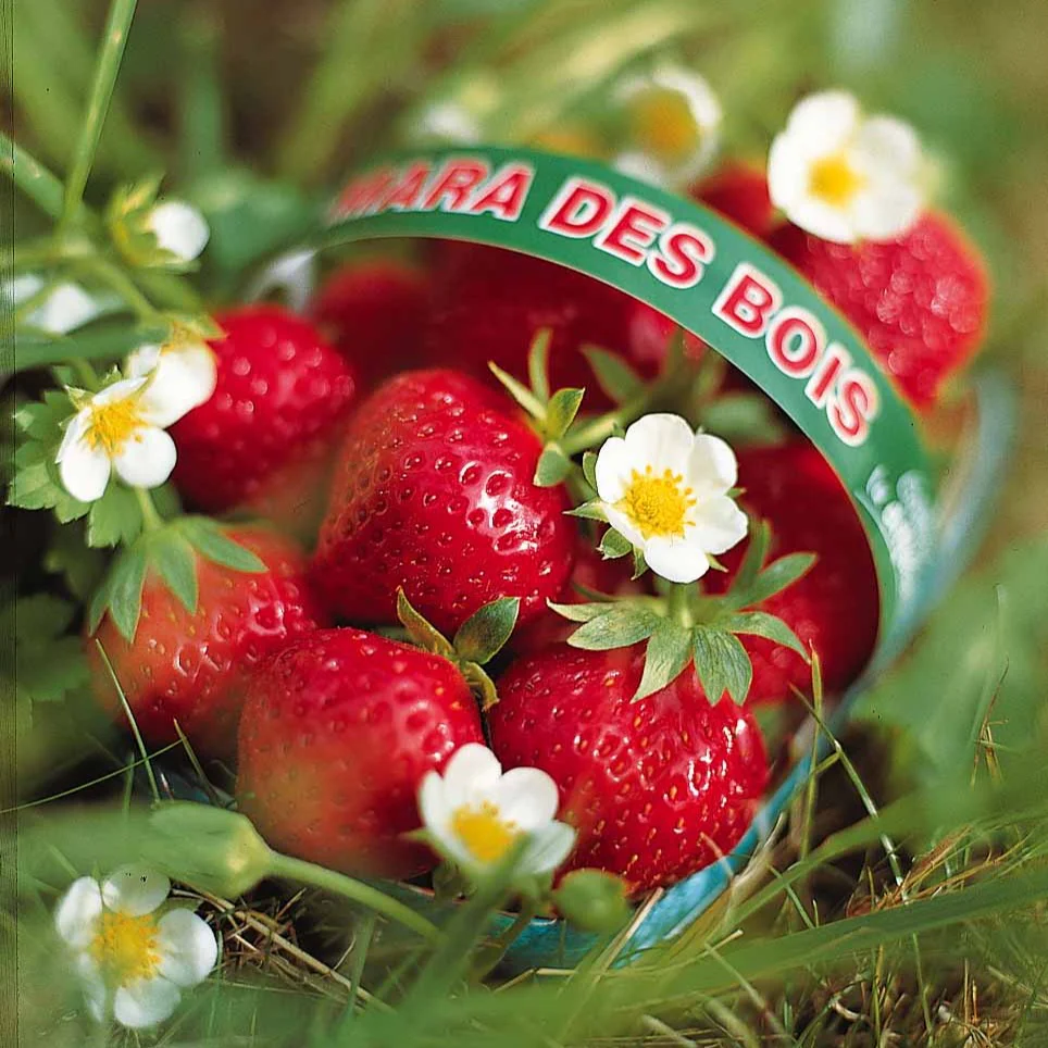 Miniatuur 2
