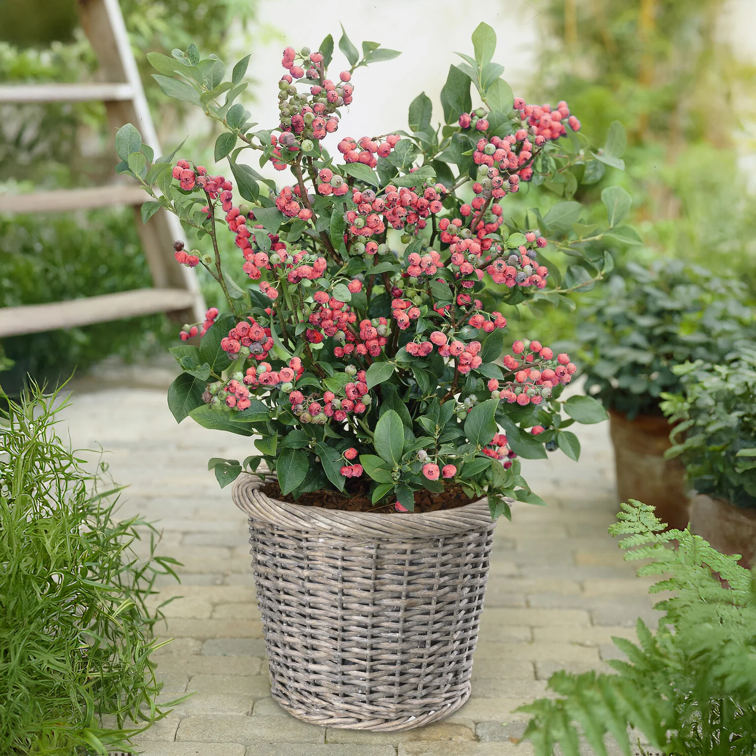 Bosbes Roze Limonade - Image 3
