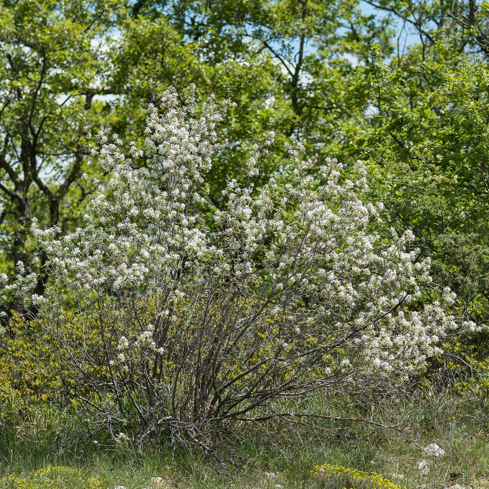 Boskrentenboompje - Image 3