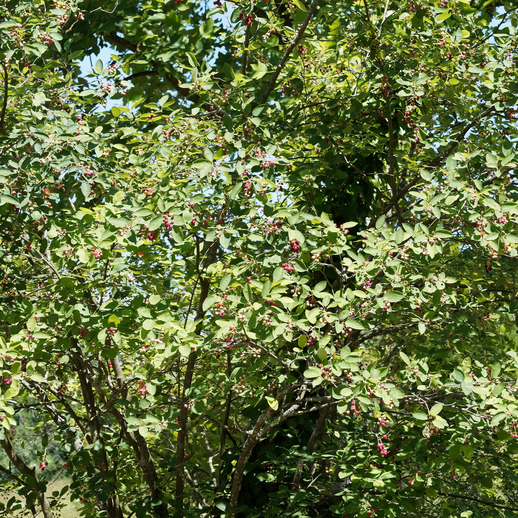 Boskrentenboompje - Image 4