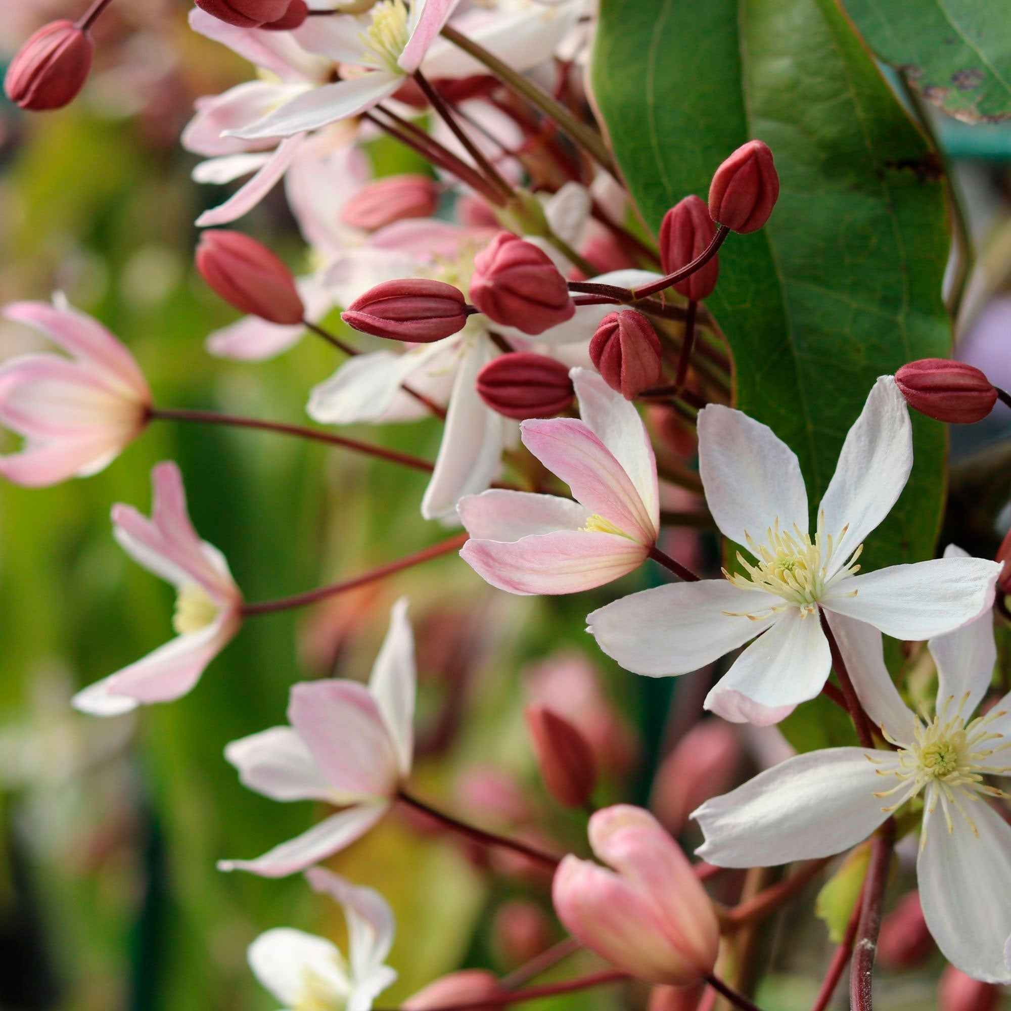 Bosrank ‘Apple Blossom'