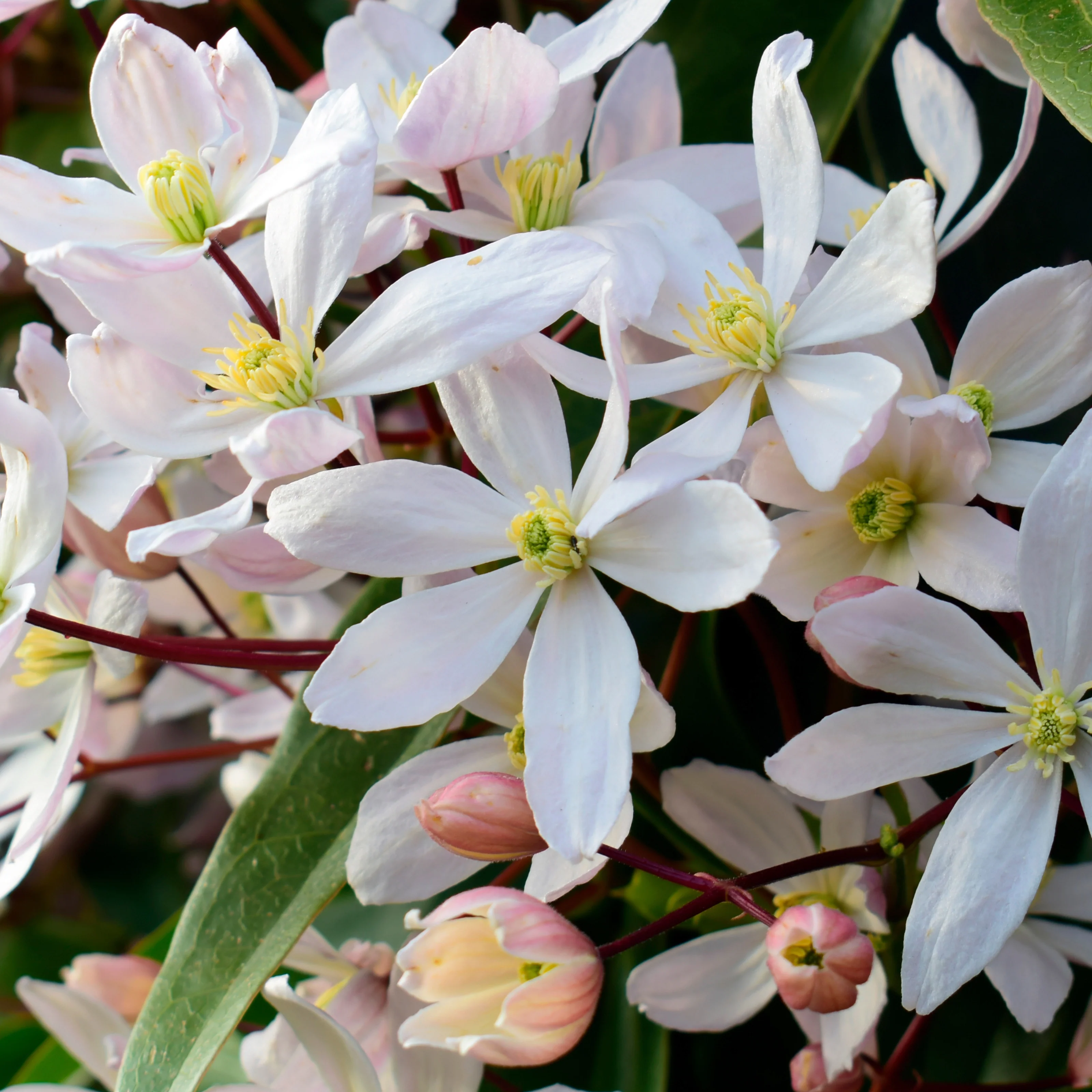 Bosrank ‘Apple Blossom' - Image 2