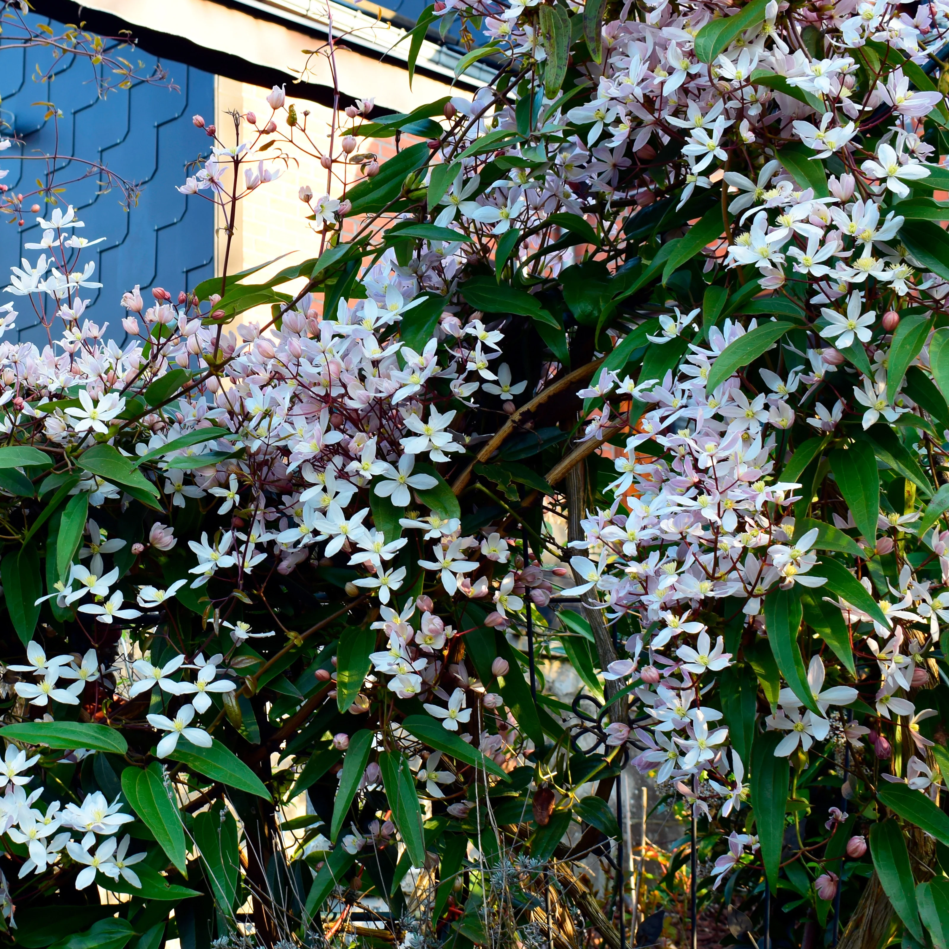 Bosrank ‘Apple Blossom' - Image 3